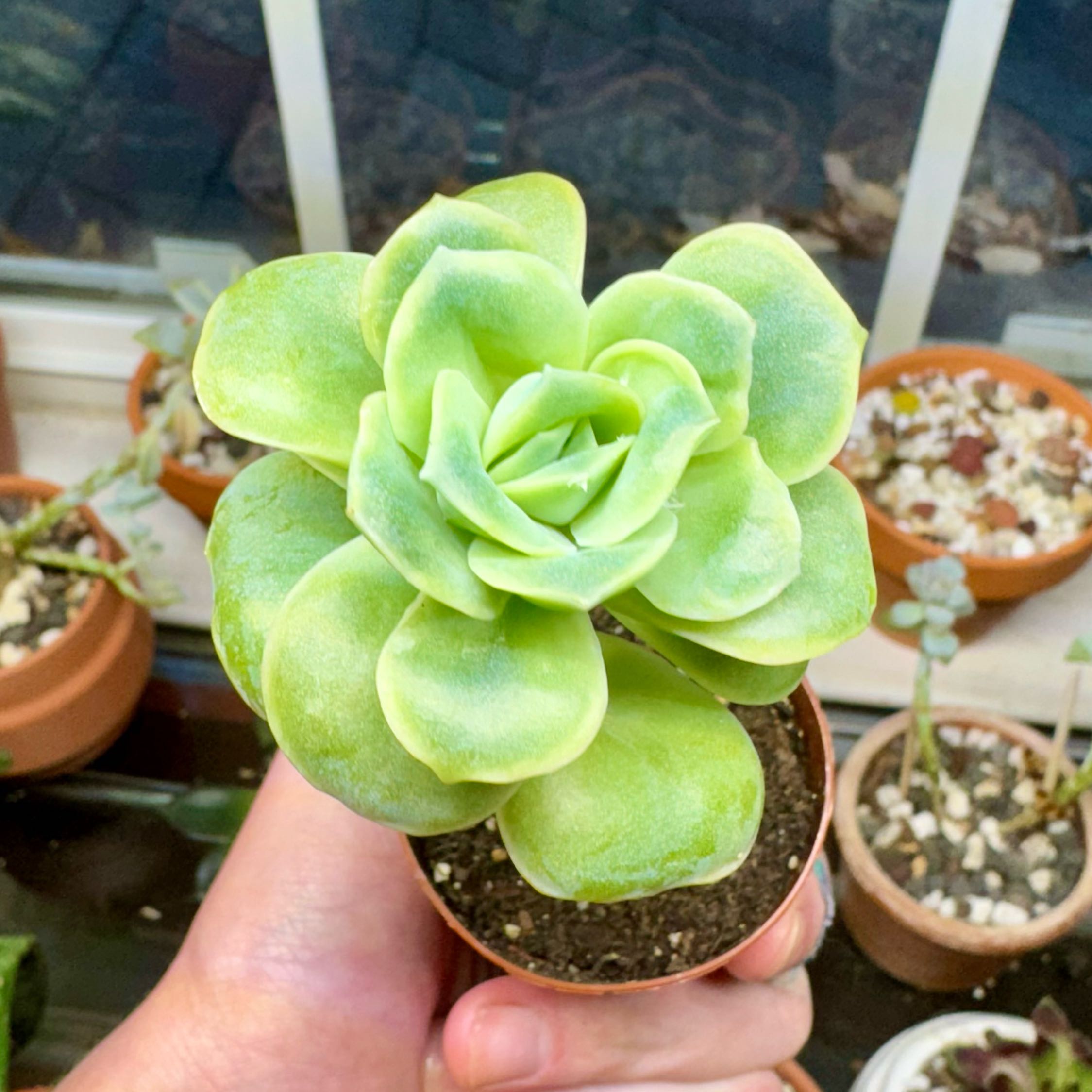 Photo of the plant species Graptoveria 'Lovely Rose' by @SucculentSavant named Valaya on Greg, the plant care app