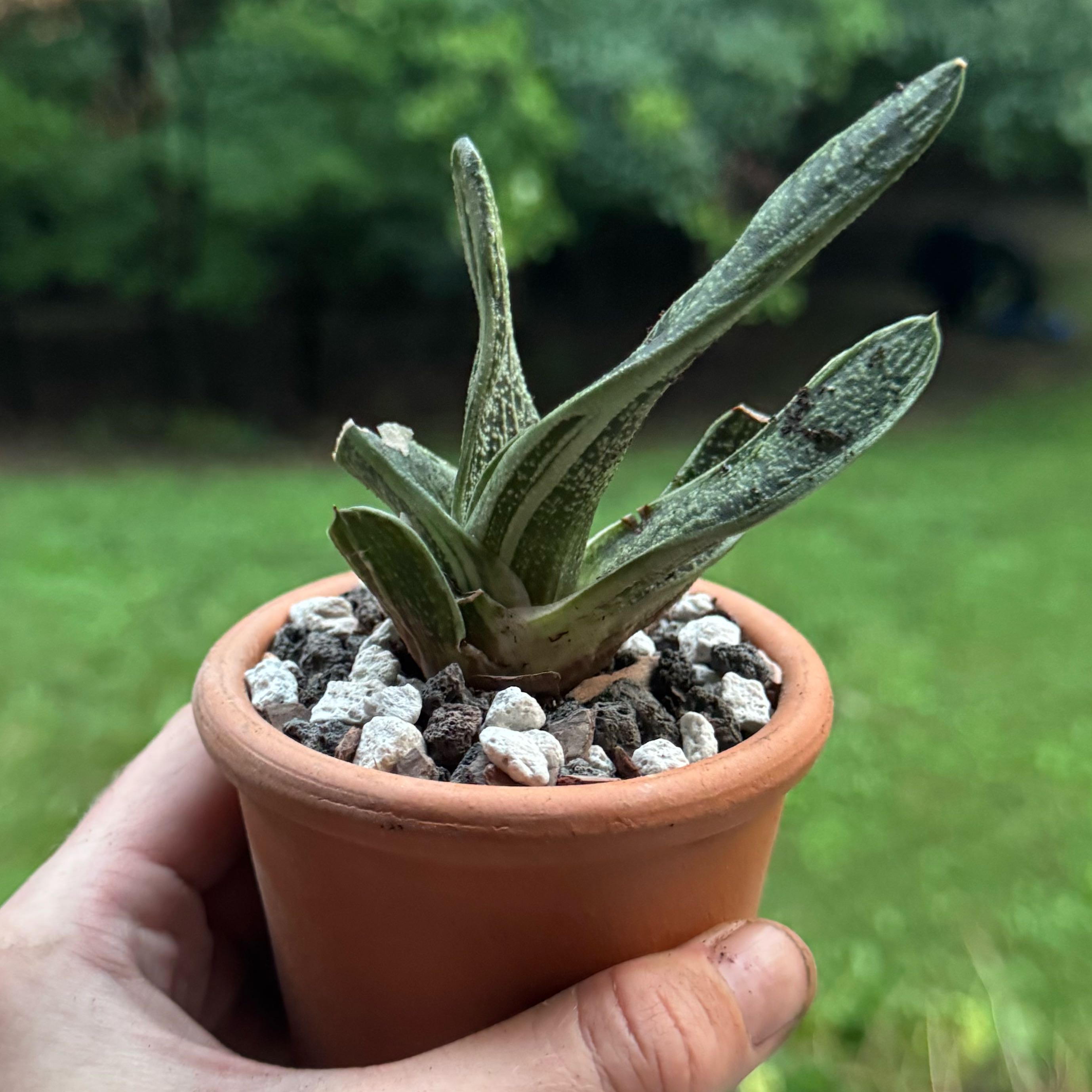 Photo of the plant species Gasteria 'Little Warty' by @SucculentSavant named Wartimus Prime on Greg, the plant care app