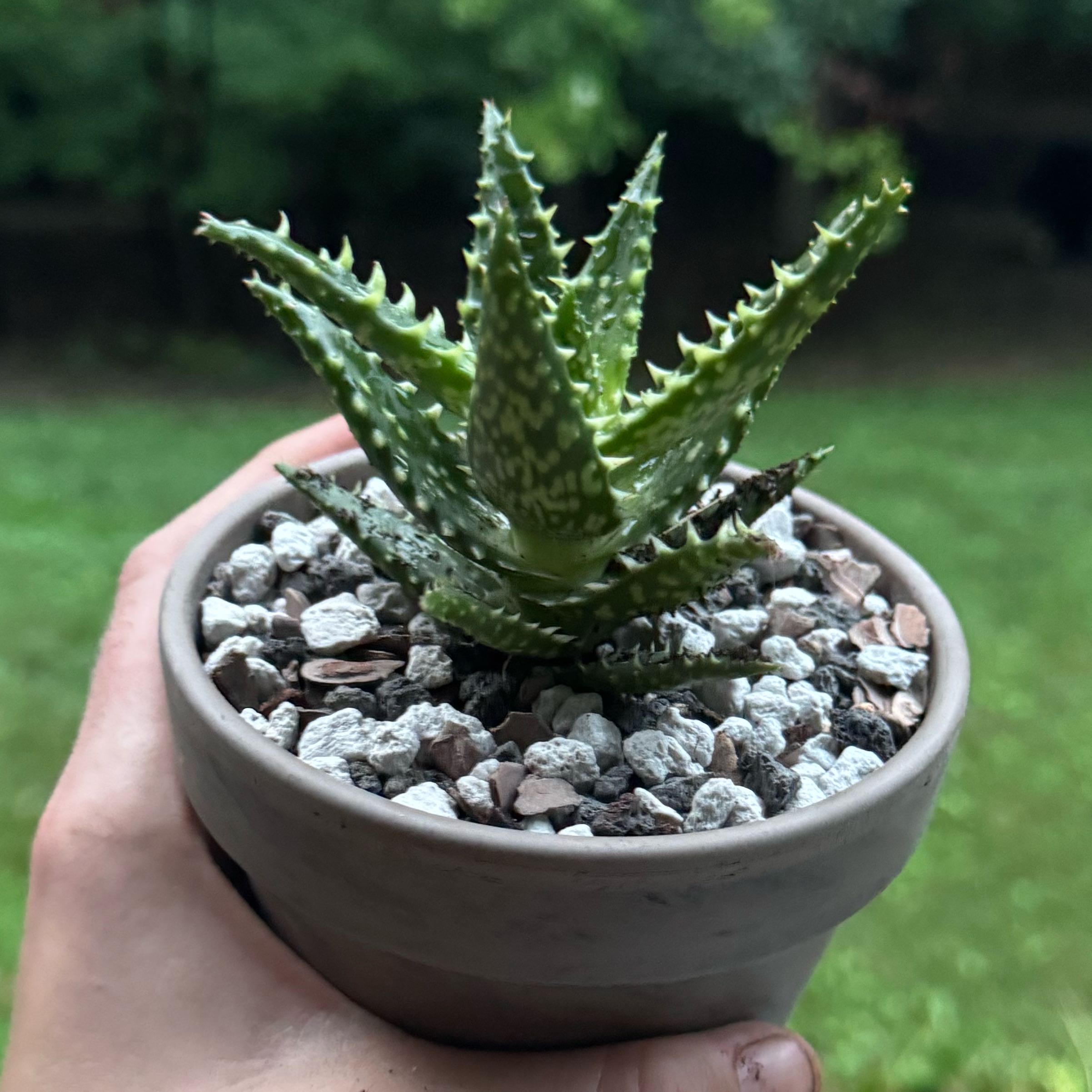 Photo of the plant species Aloe 'Minnie Belle' by @SucculentSavant named Belladonna on Greg, the plant care app