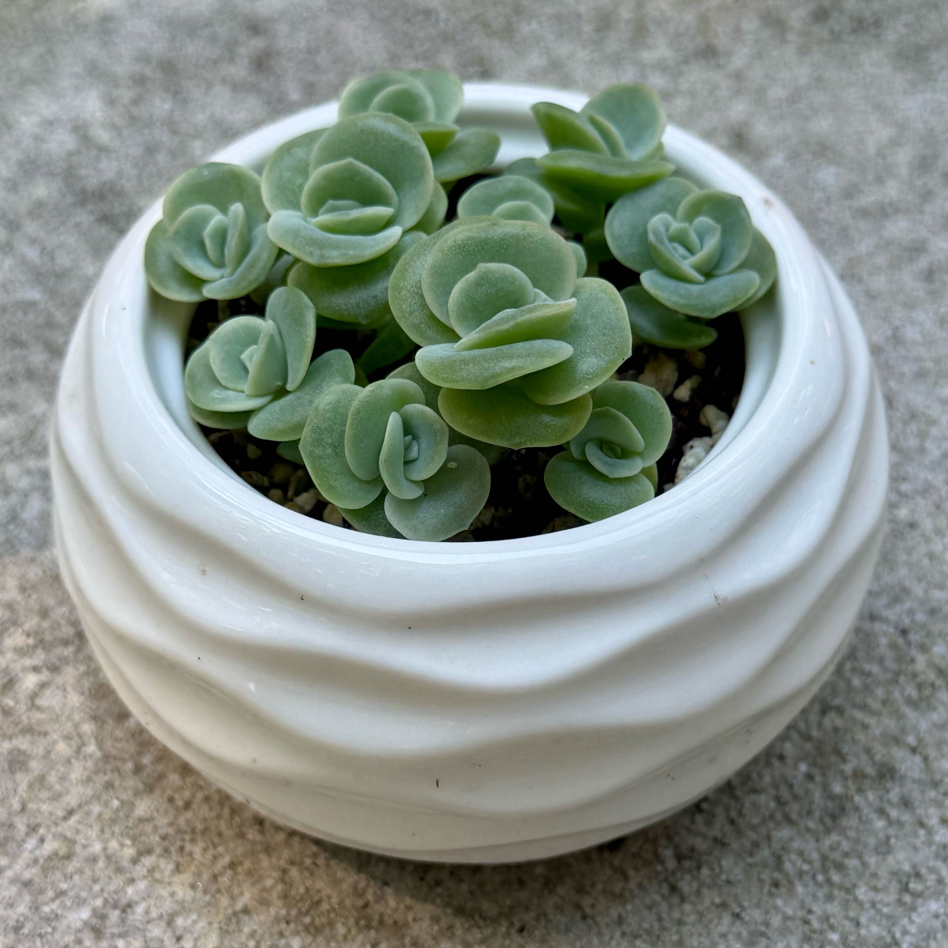 Photo of the plant species Graptoveria 'Lovely Rose' by @SucculentSavant named Rosalie on Greg, the plant care app