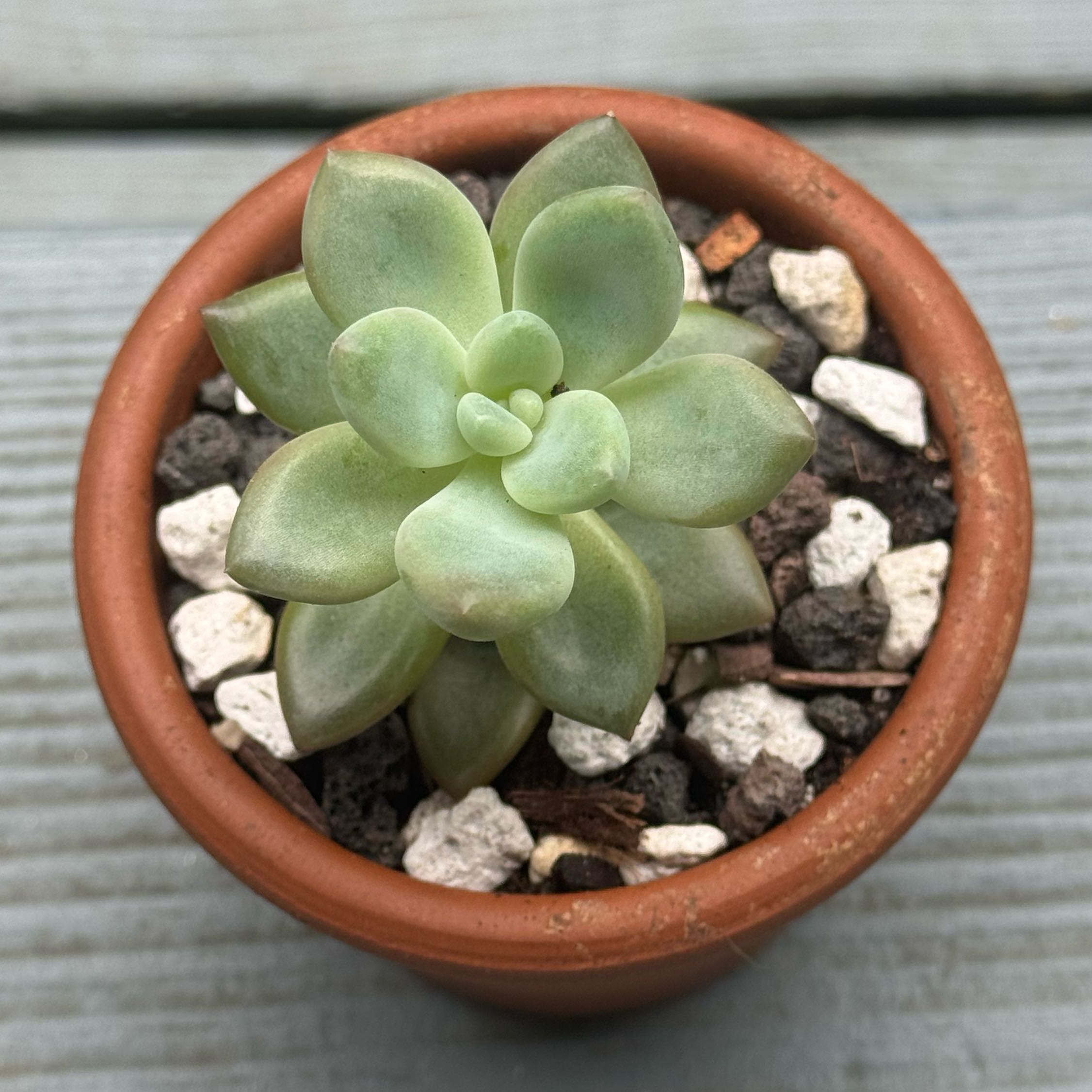 Photo of the plant species Graptoveria 'Opalina' by @SucculentSavant named Orpheus on Greg, the plant care app