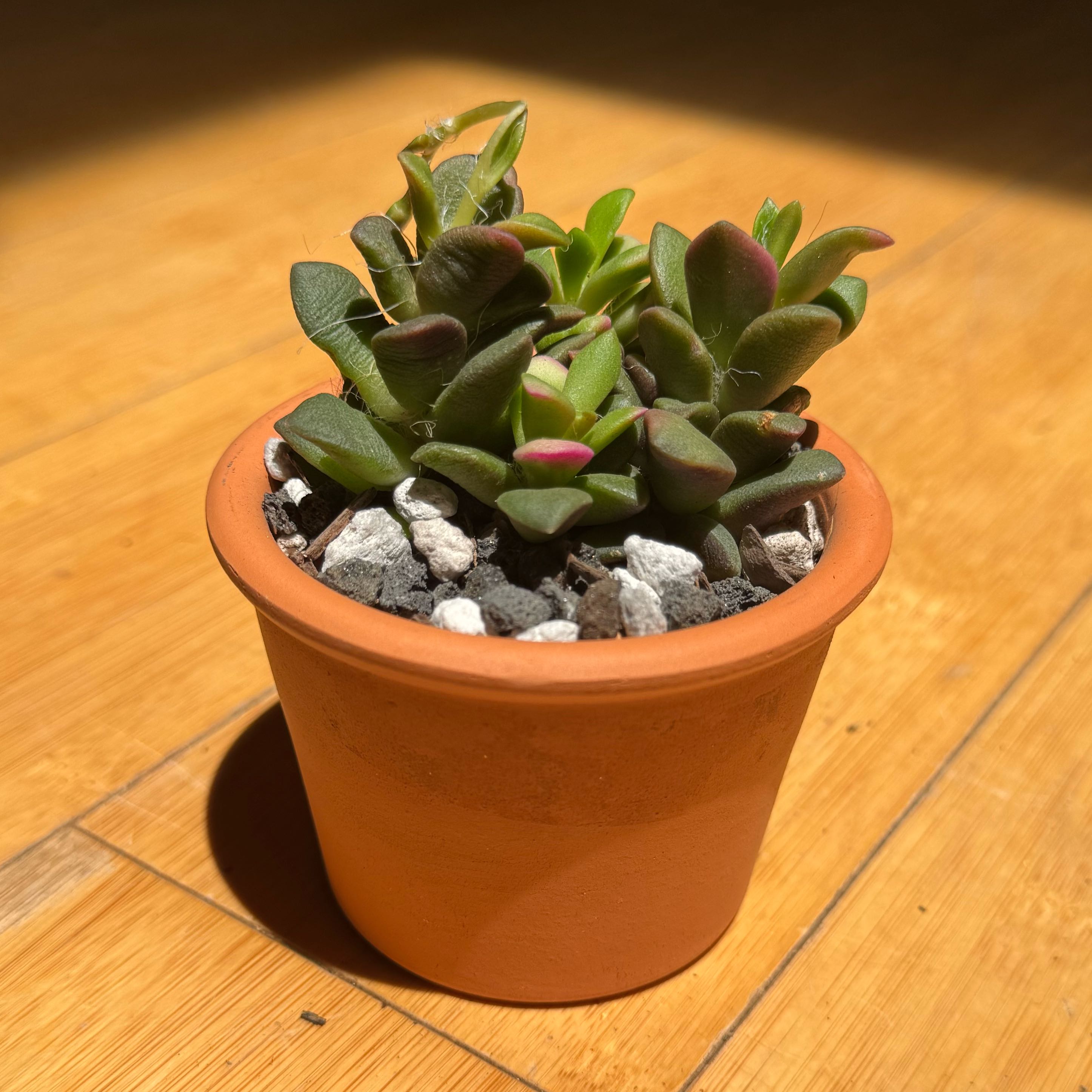 Photo of the plant species Anacampseros 'Sunrise' by @SucculentSavant named Pippin on Greg, the plant care app