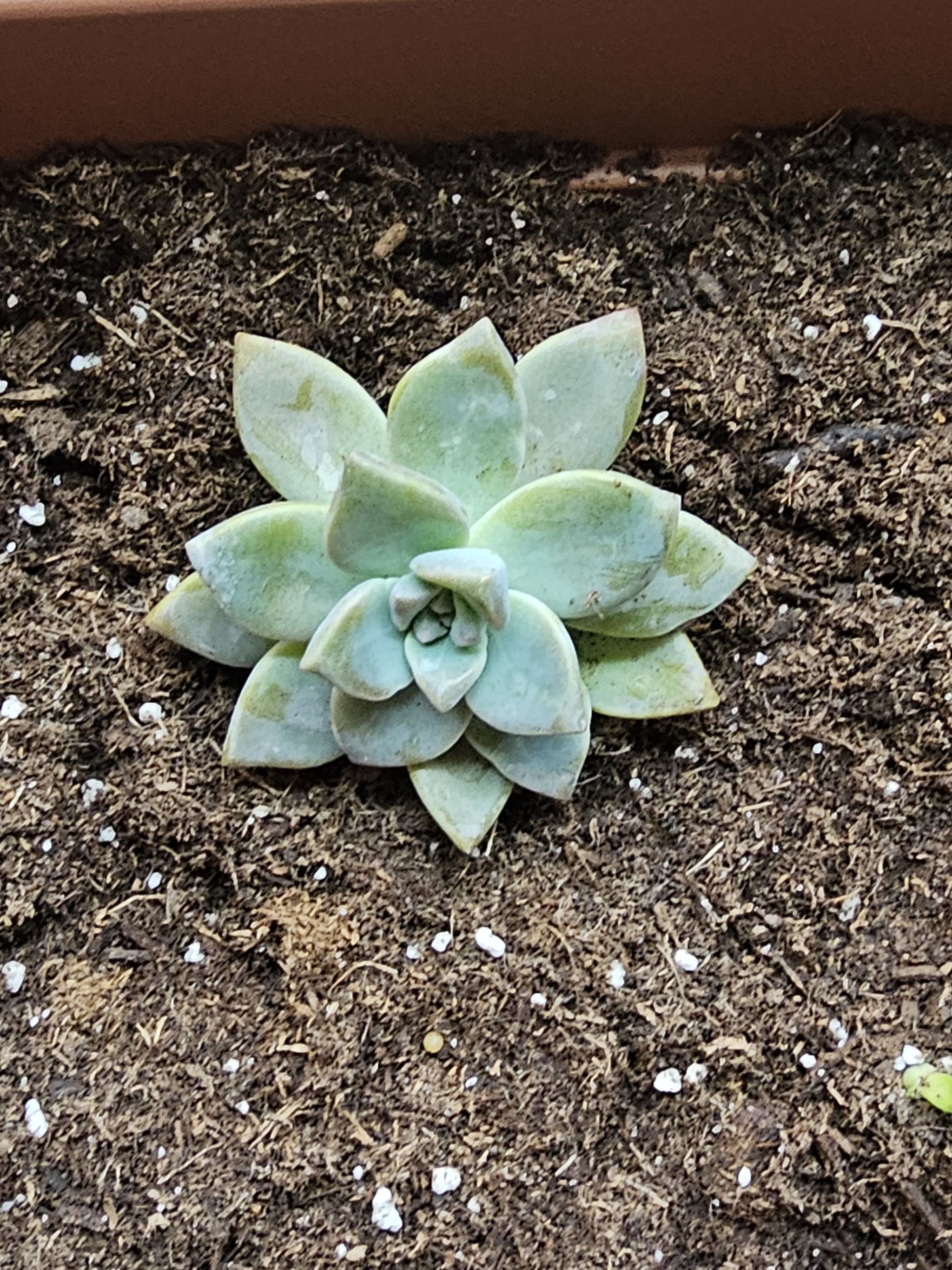 Graptosedum 'Ghosty' succulent planted in soil, appears healthy and well-framed.