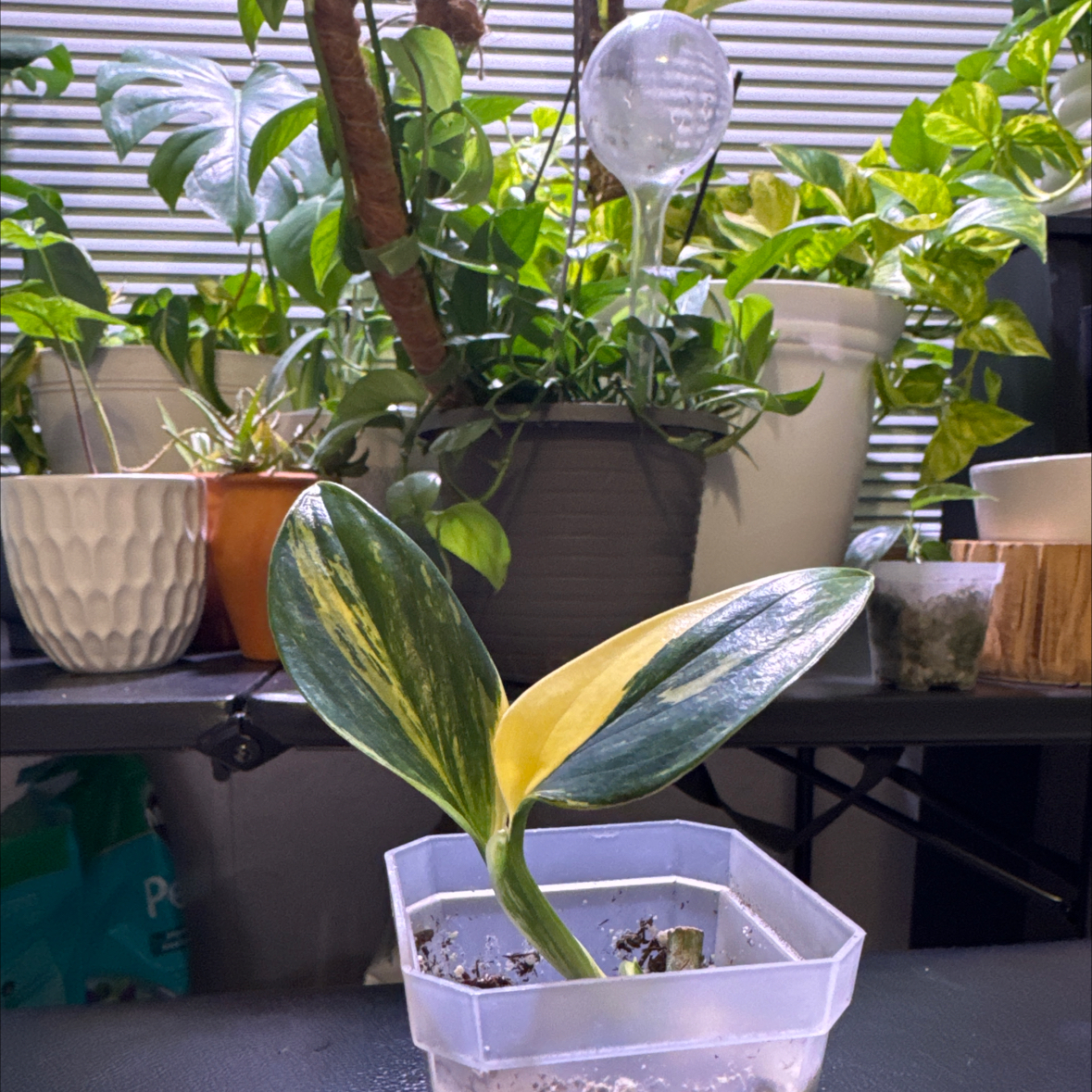 Photo of the plant species Monstera standleyana 'aurea' by @EagerOlneya named Kendall on Greg, the plant care app