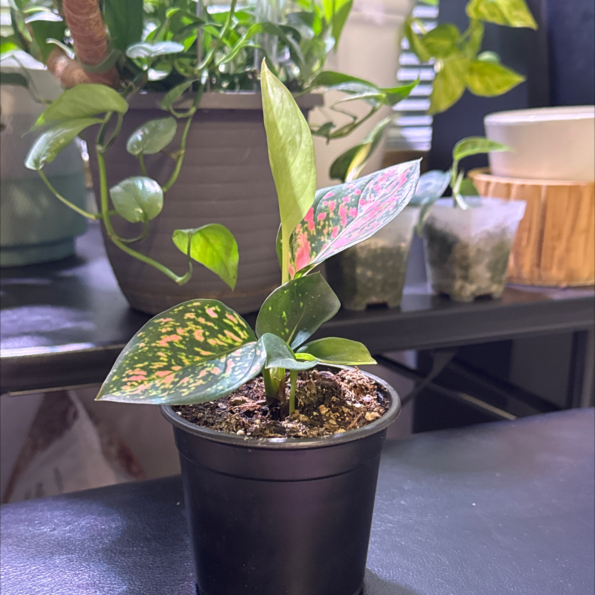 Photo of the plant species Chinese Evergreen by @EagerOlneya named Gates on Greg, the plant care app