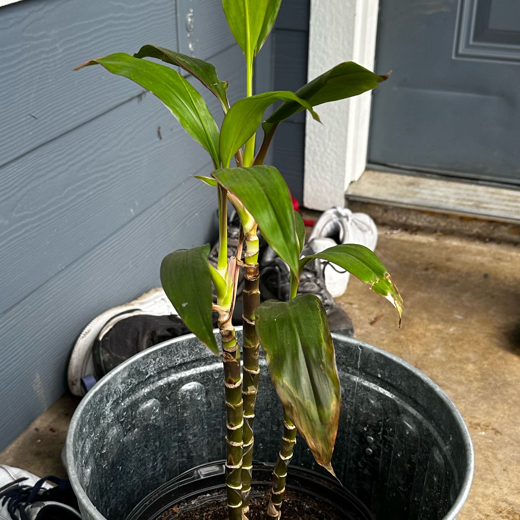 Dracaena Cintho plant in a pot with some browning leaves, placed outdoors near a door.