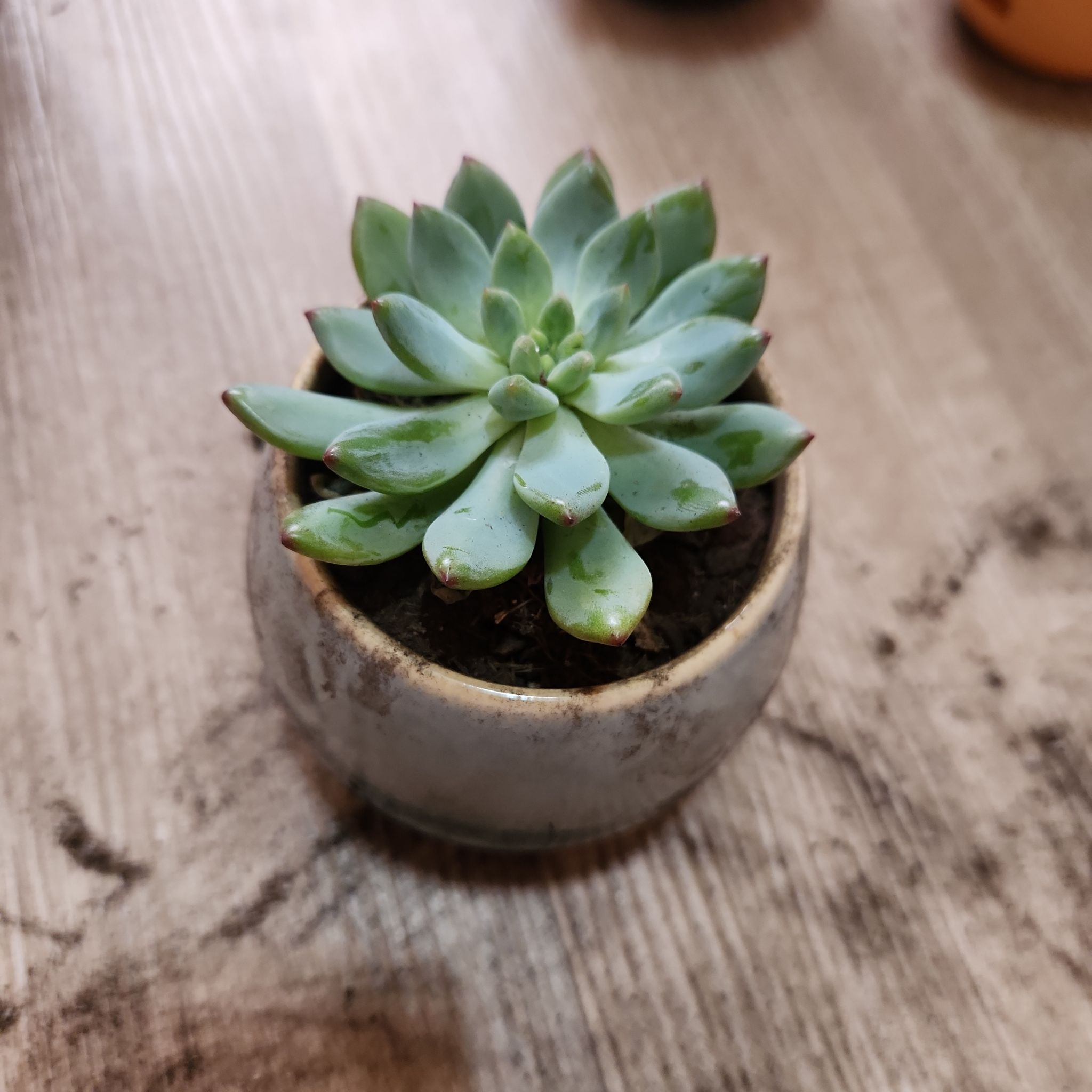 Sedeveria 'Blue Elf' succulent in a small pot on a wooden surface.