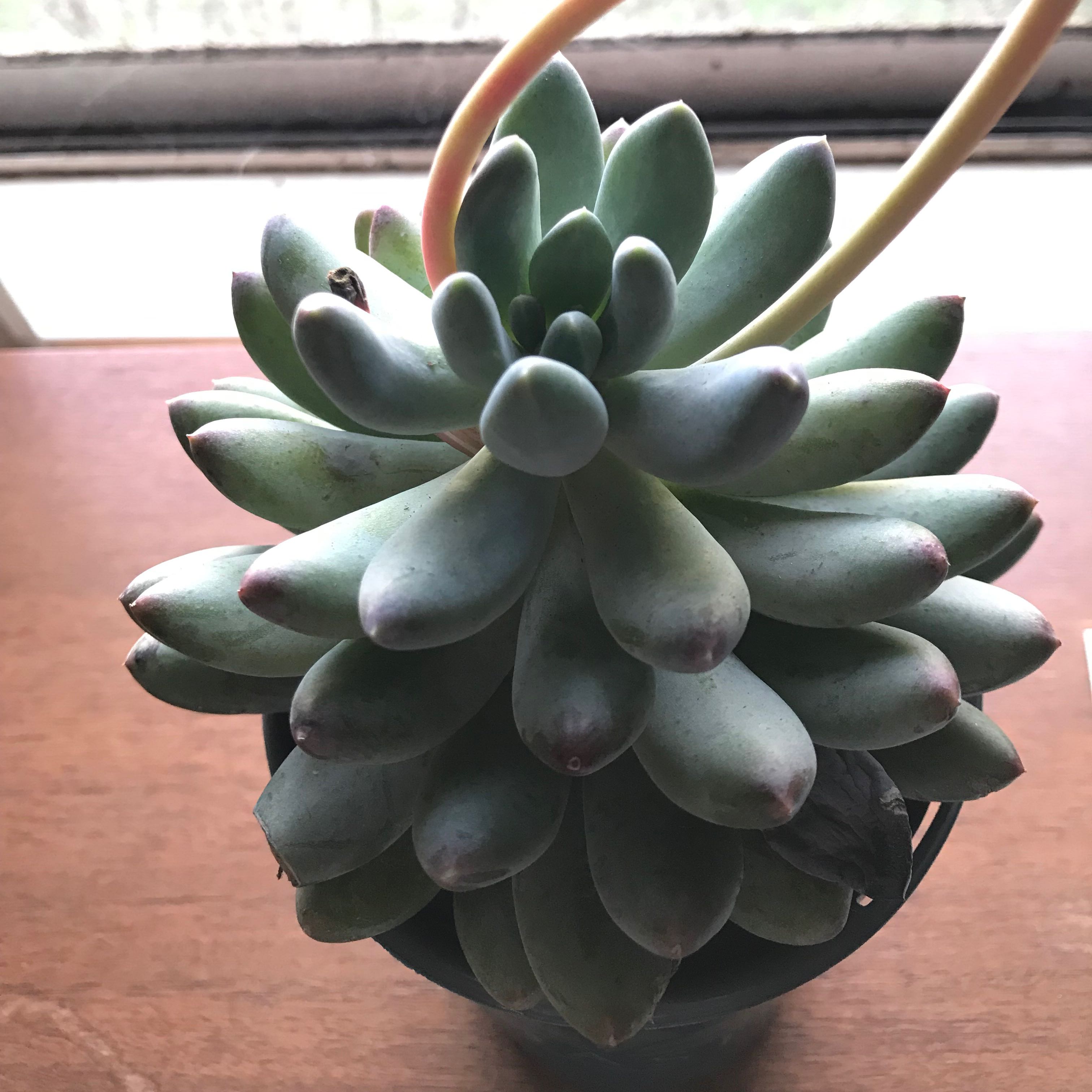 Pachyphytum 'Starburst' succulent with green leaves and reddish tips in a pot.