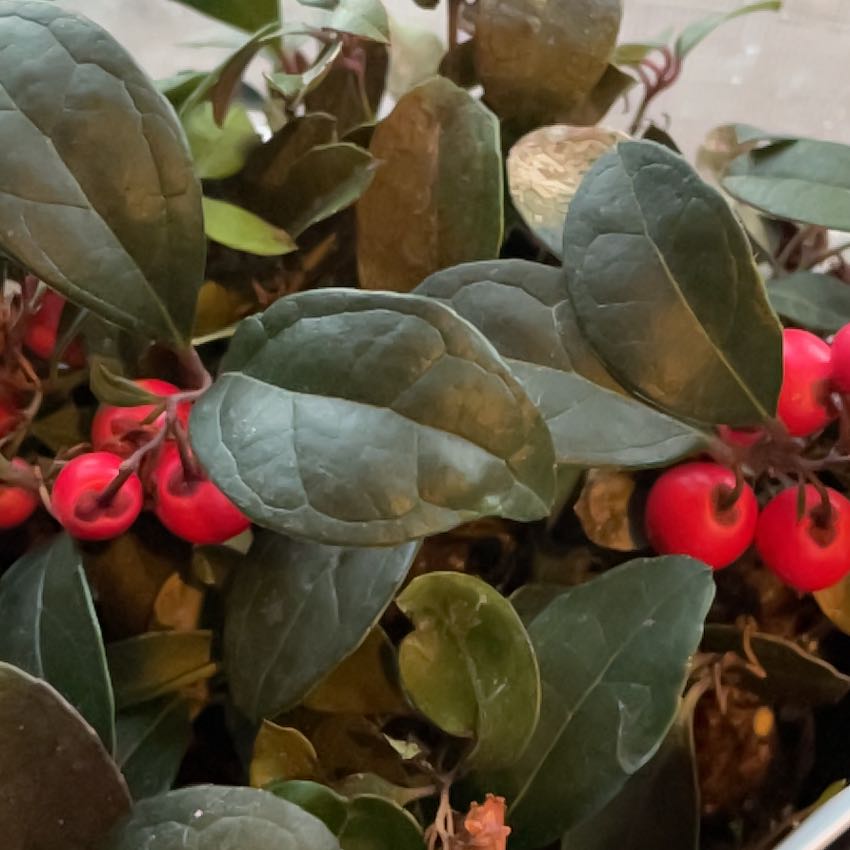 Eastern Teaberry plant with dark green leaves and bright red berries.