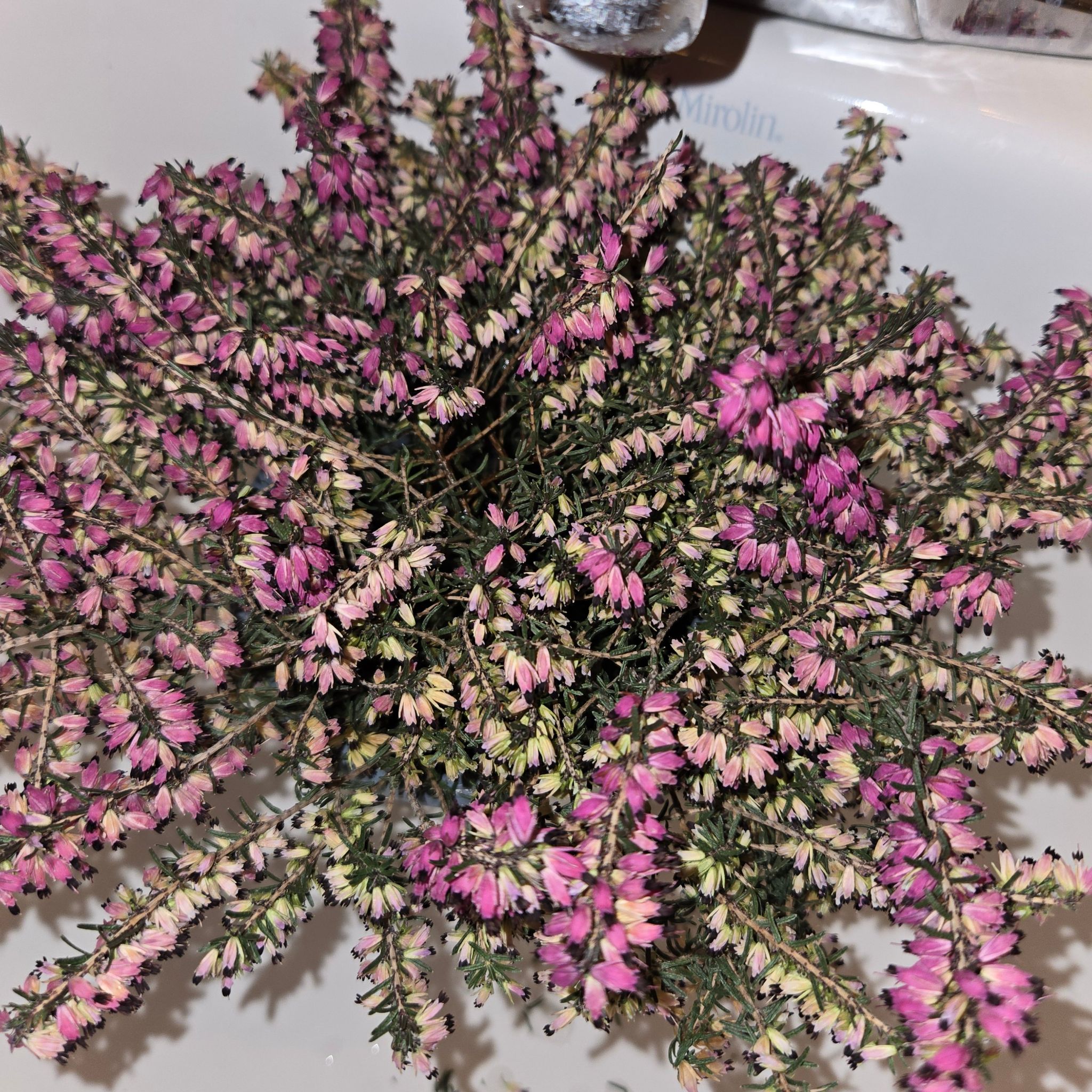 Winter Heath plant with numerous small, pink flowers. Some browning visible.