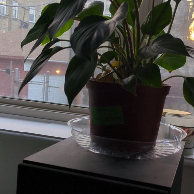 Photo of the plant species Homalomena truncata by @BigwigGeropogon named Ulysses S Plant on Greg, the plant care app