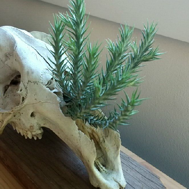 Photo of the plant species airplant by @PoliteKingfern named Softspike on Greg, the plant care app