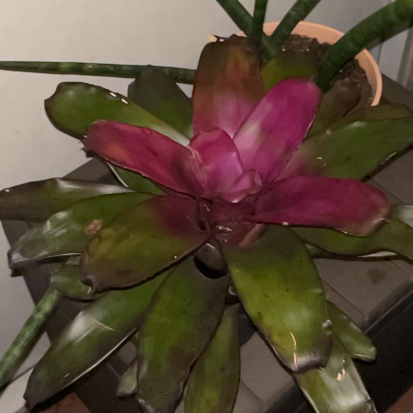 Photo of the plant species Bromeliads by @HopefulCanna named Dolores on Greg, the plant care app