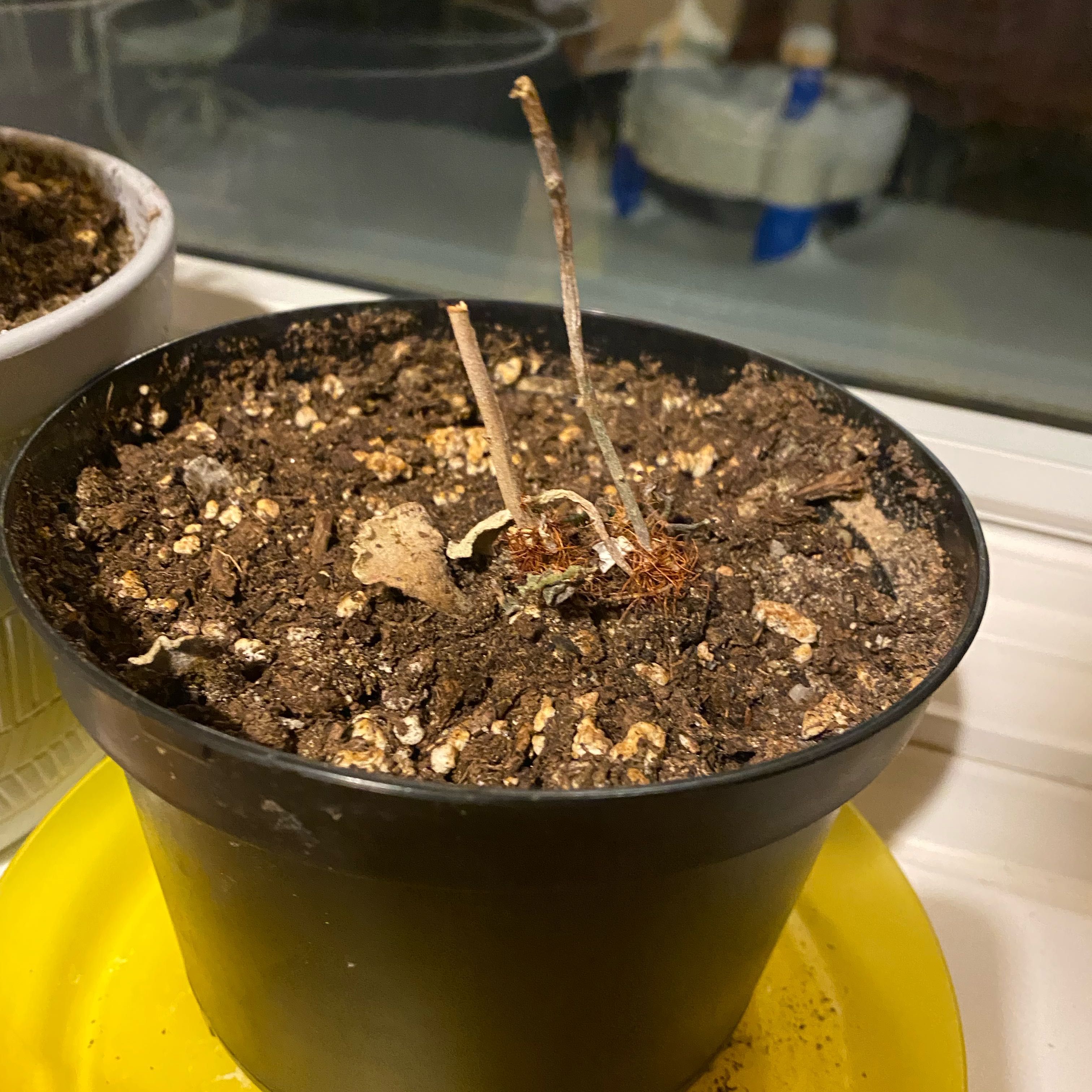 Potted Concrete Leaf Living Stone plant with dried stems and visible soil.