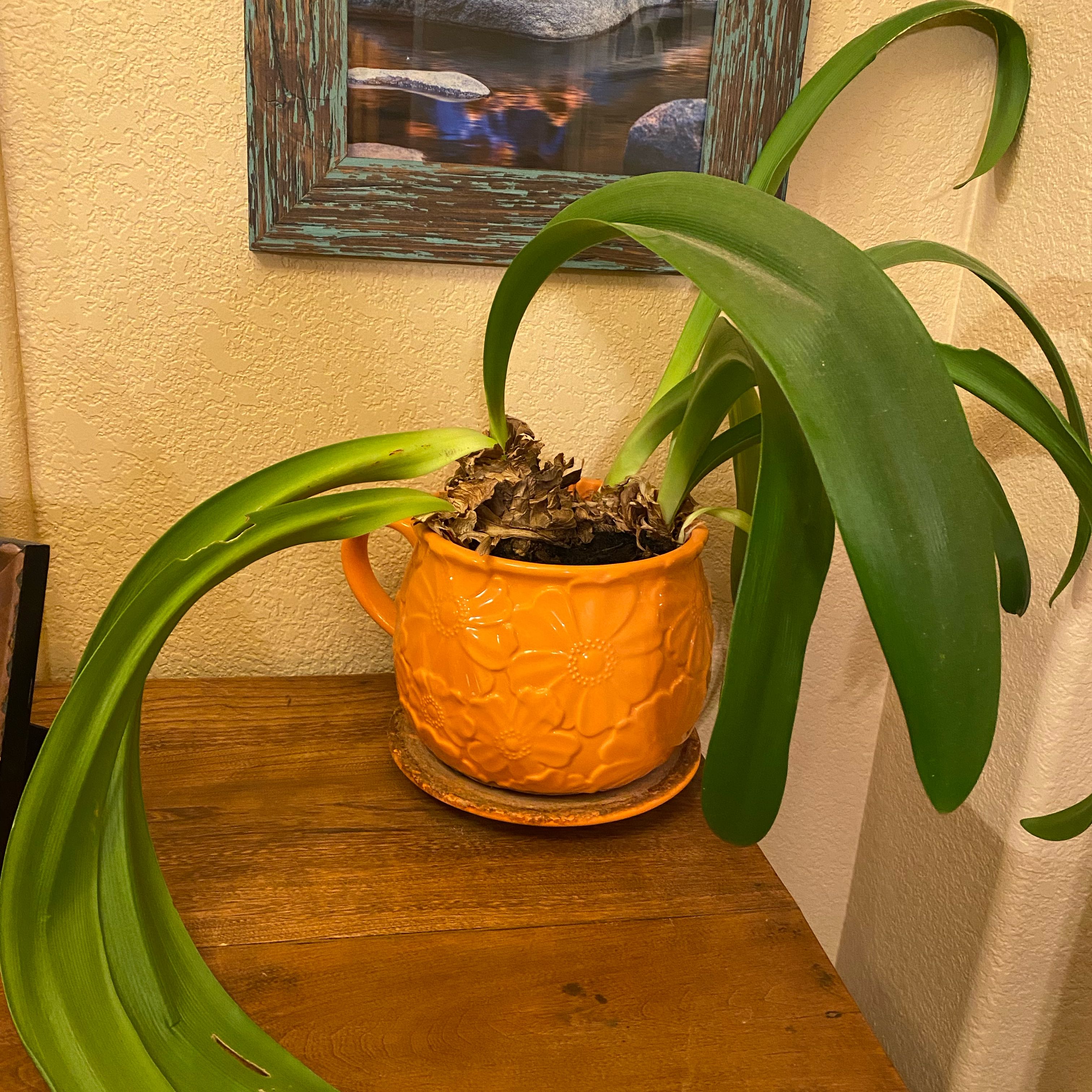 Photo of the plant species Dragon Amaryllis by @HorseCorn named Amarillo on Greg, the plant care app