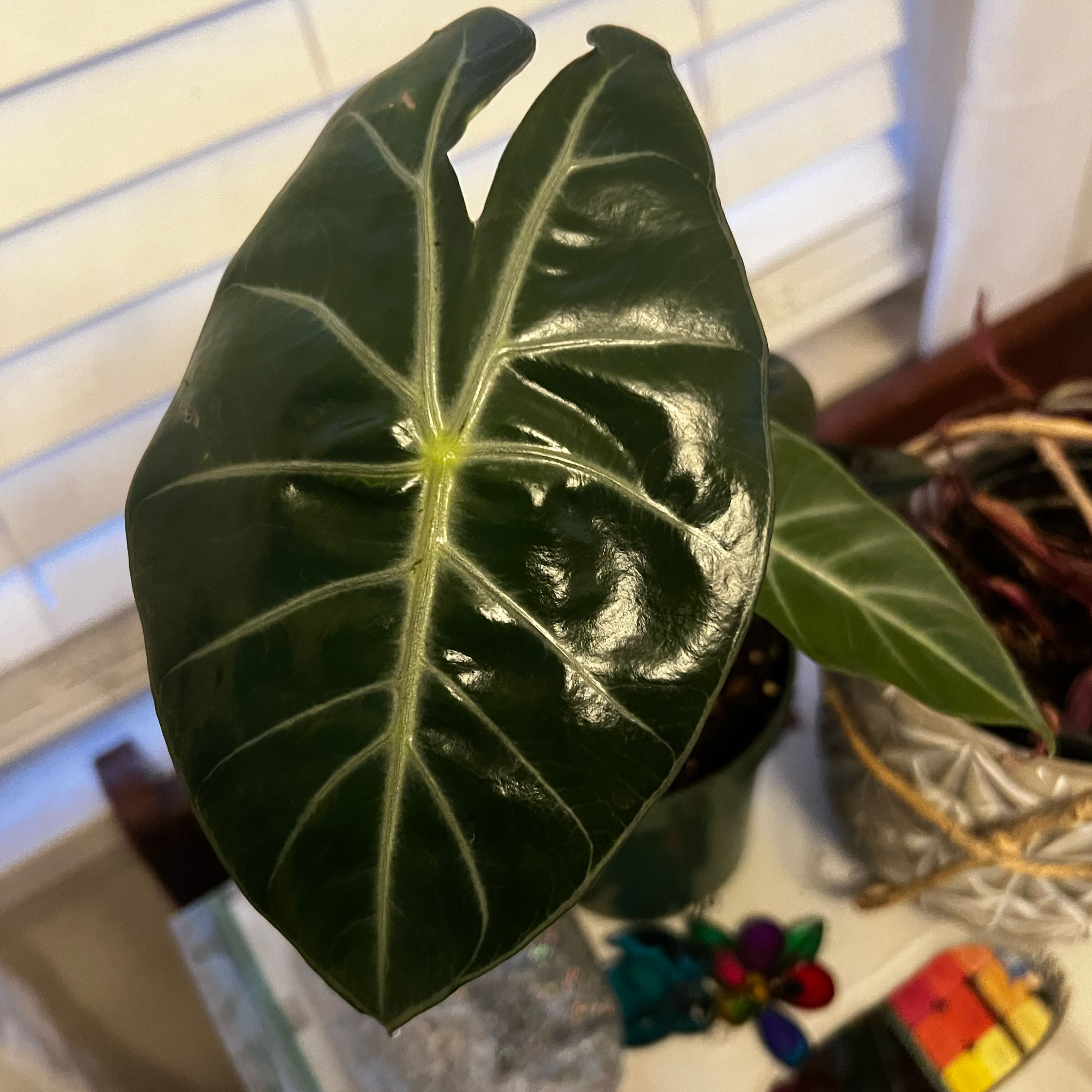 Photo of the plant species Alocasia 'Ebony' by @CuriousCliantro named Sonora on Greg, the plant care app