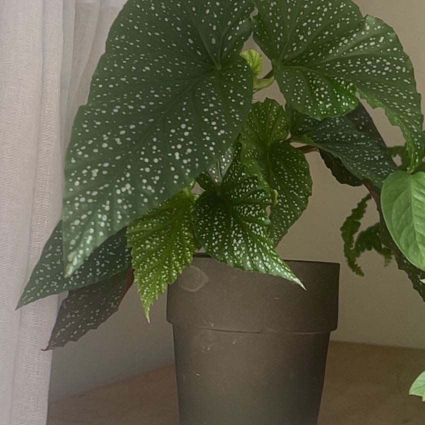 Photo of the plant species Double Dot by @CuriousCliantro named Mollie on Greg, the plant care app