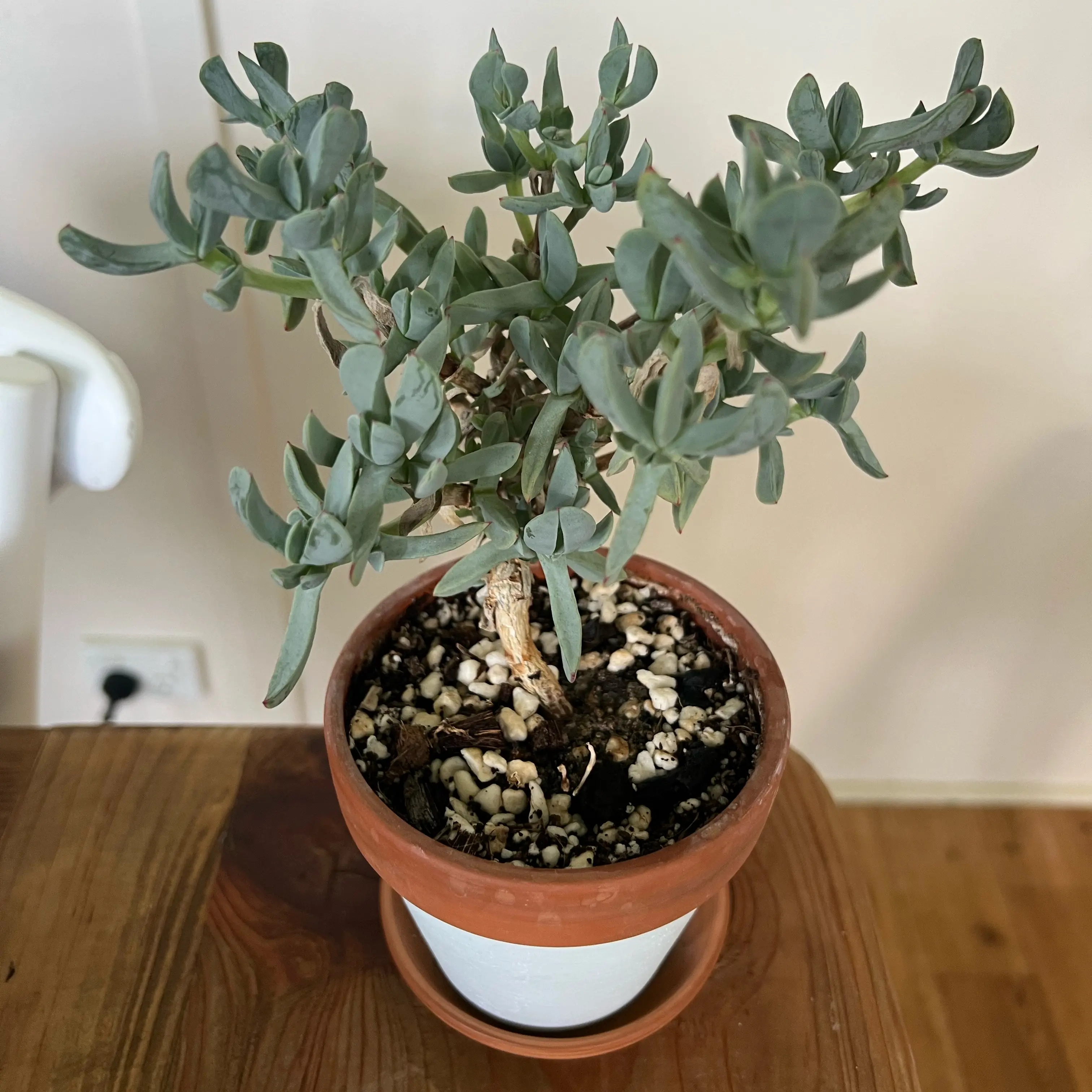 Photo of the plant species Ruschia by @LuxuryCapsicum named Aria on Greg, the plant care app