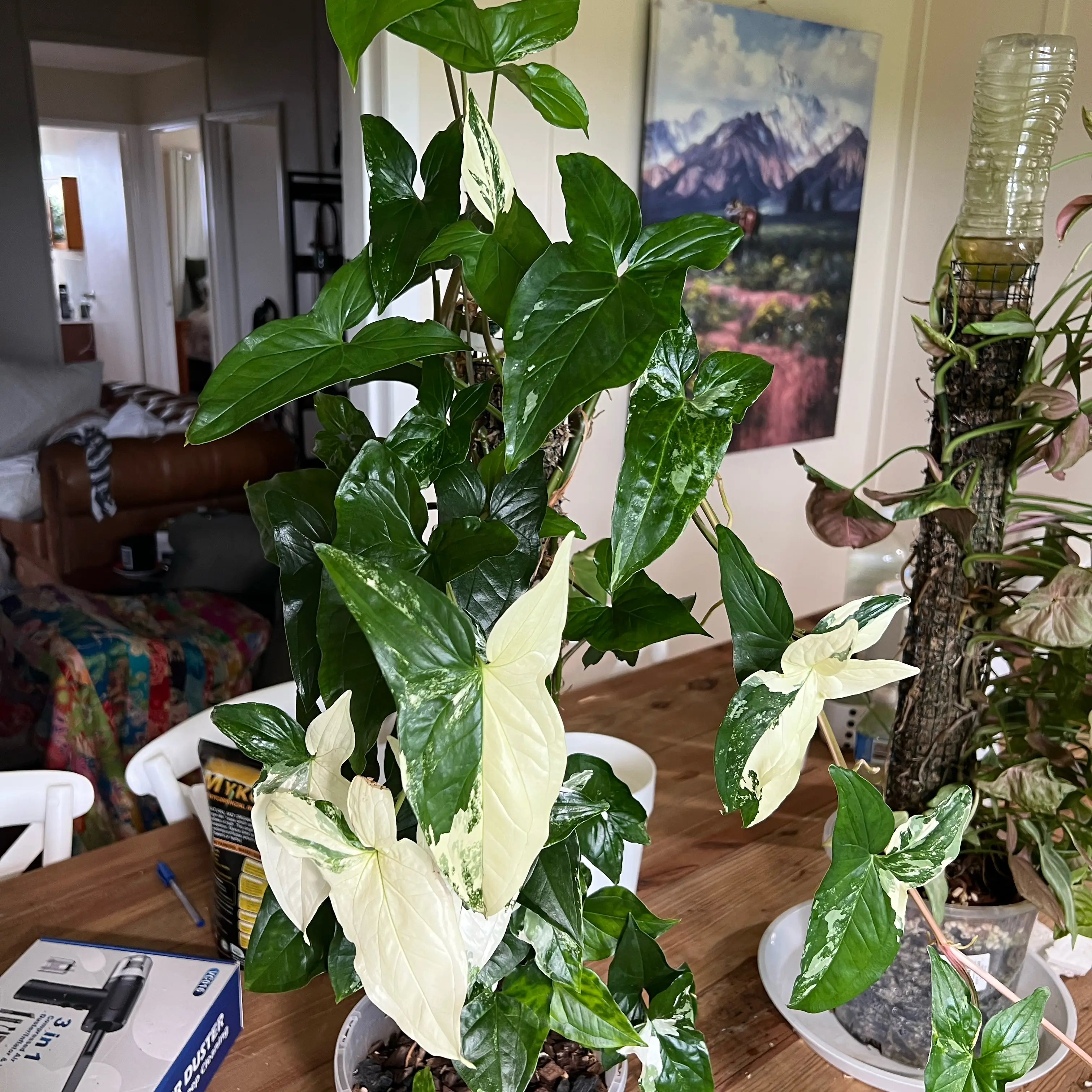 Photo of the plant species Fantasy Imperial White Arrowhead Plant by @LuxuryCapsicum named Gates on Greg, the plant care app