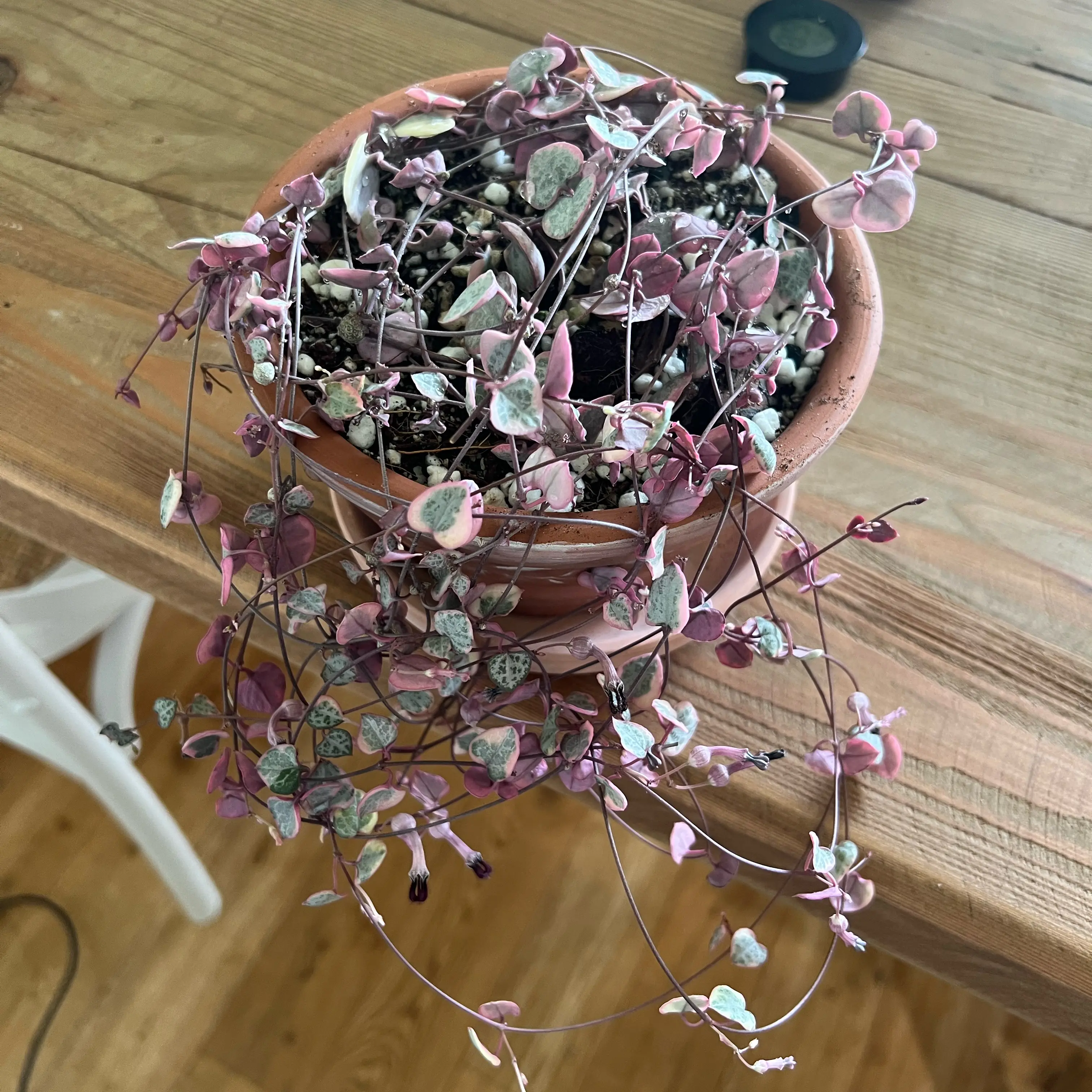 Photo of the plant species String of Hearts by @LuxuryCapsicum named Chanterelle on Greg, the plant care app