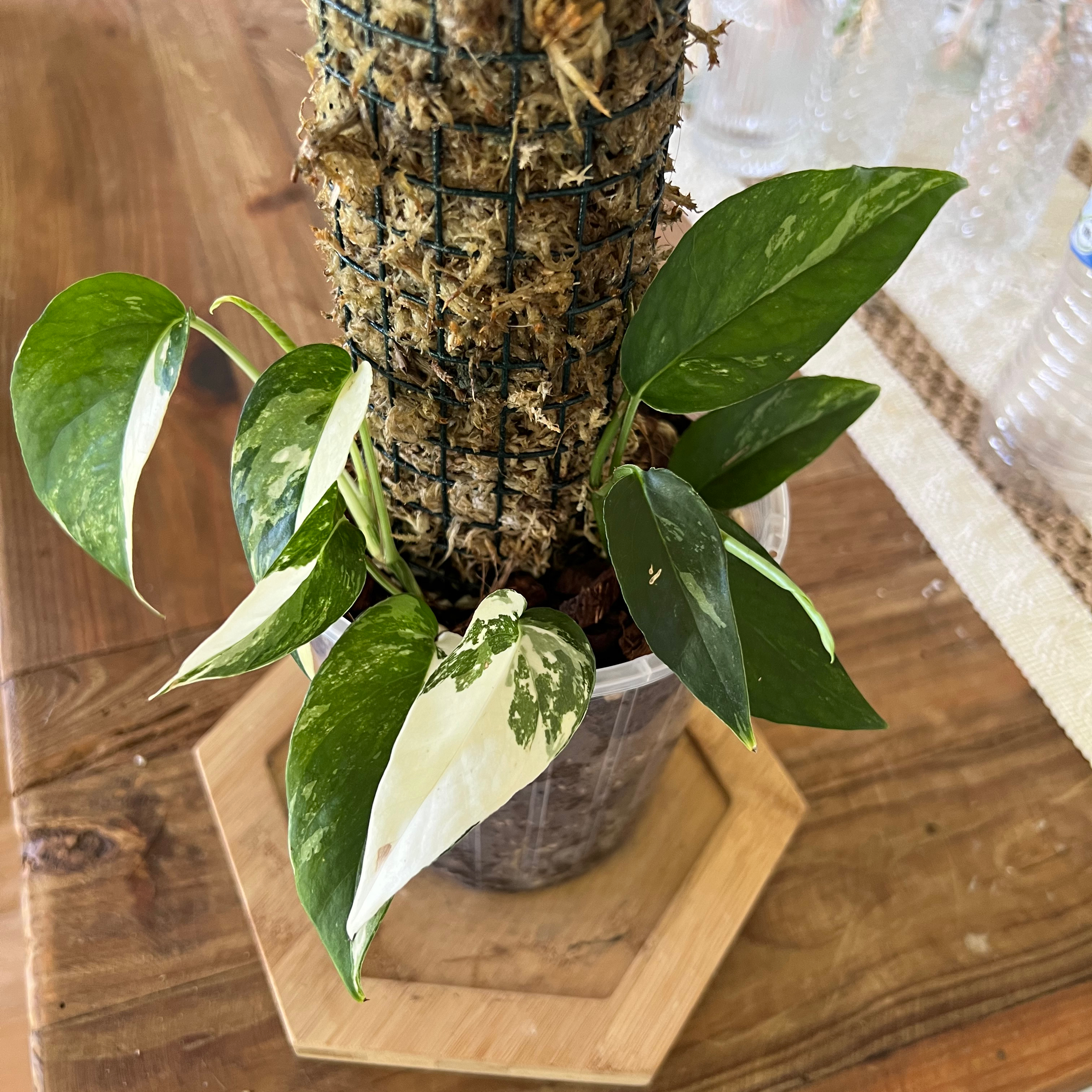 Variegated Epipremnum pinnatum plant with healthy green and white leaves, supported by a moss pole.
