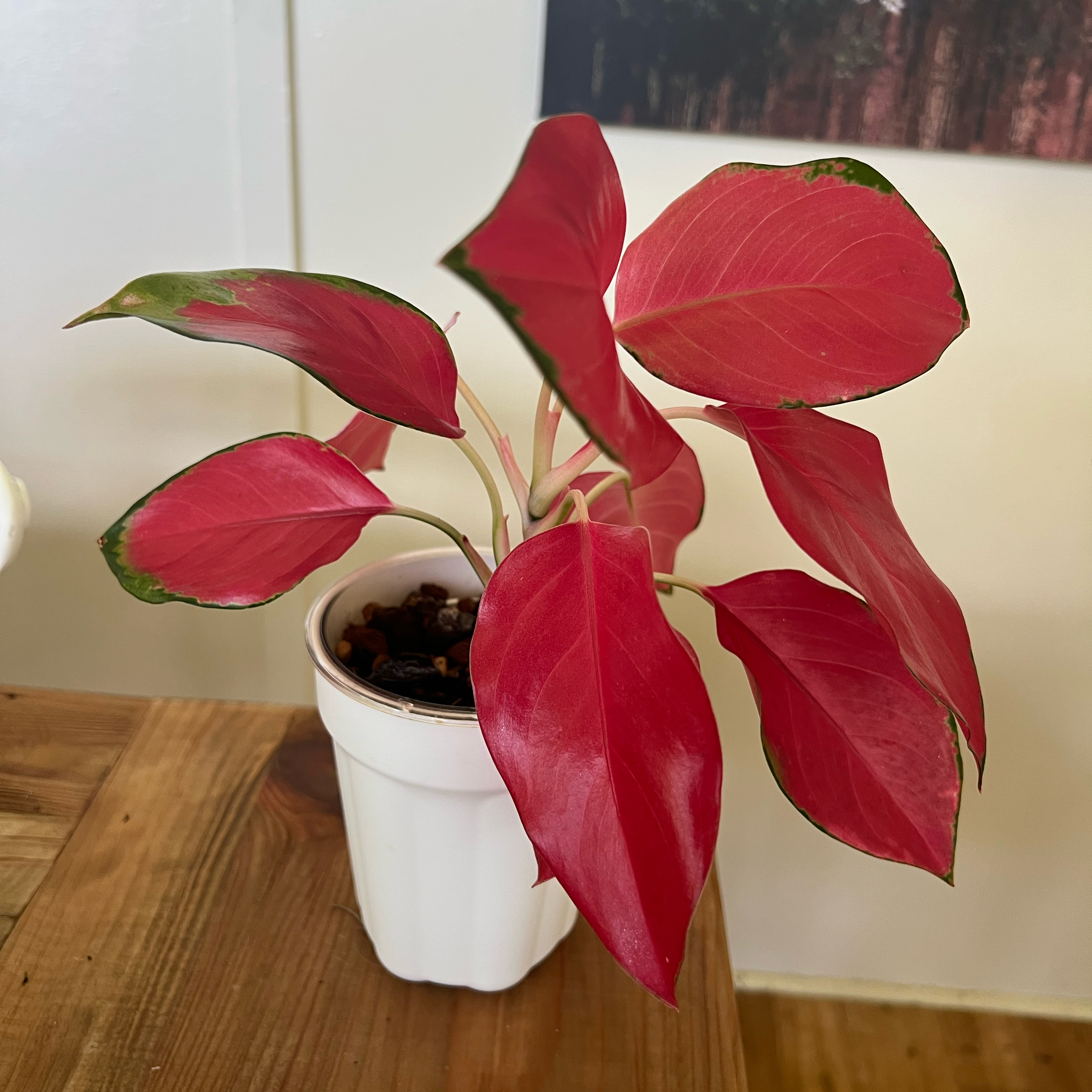 Photo of the plant species Aglaonema Spitfire by @LuxuryCapsicum named Xander on Greg, the plant care app
