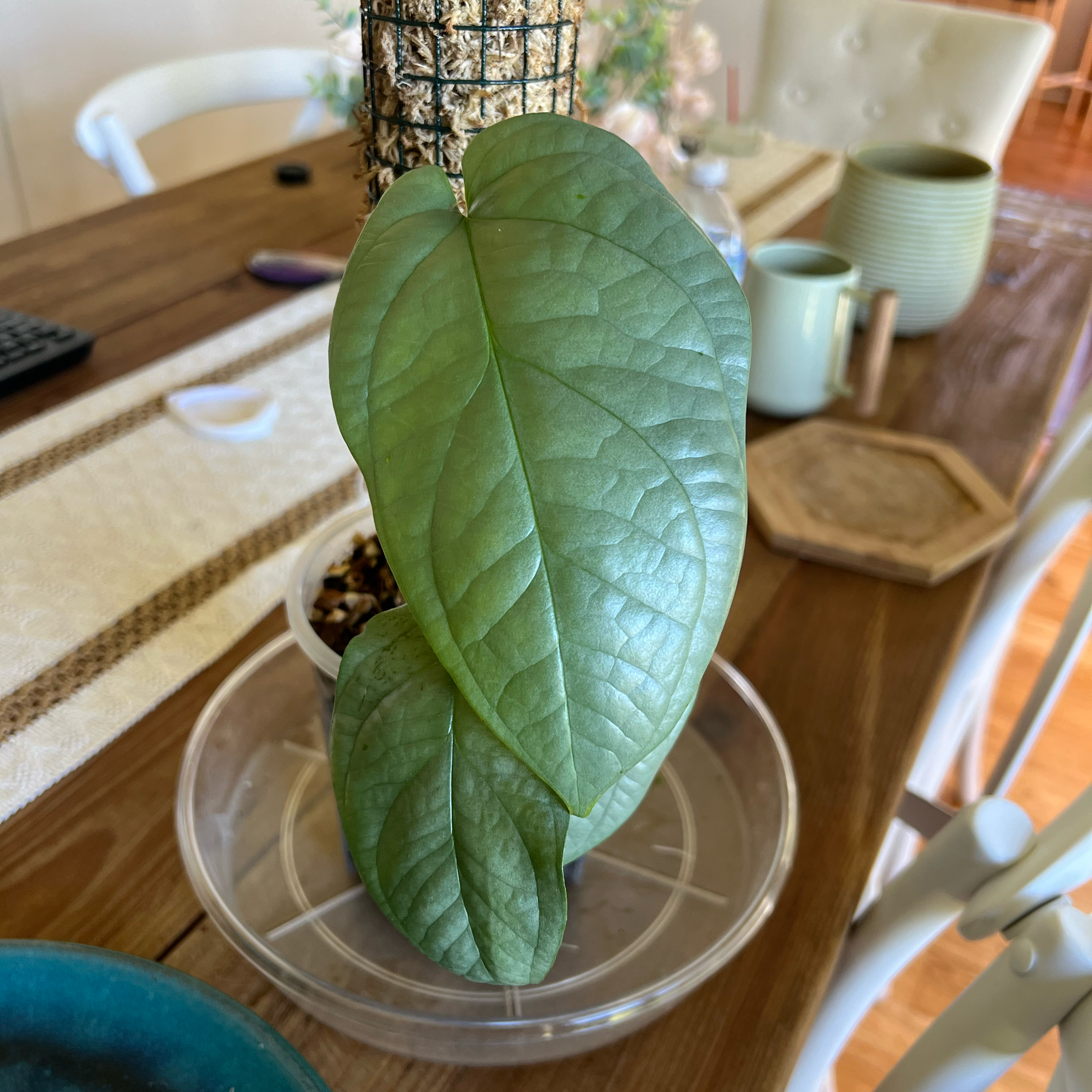 Amydrium 'Spider Man' plant with large green leaves indoors on a table.