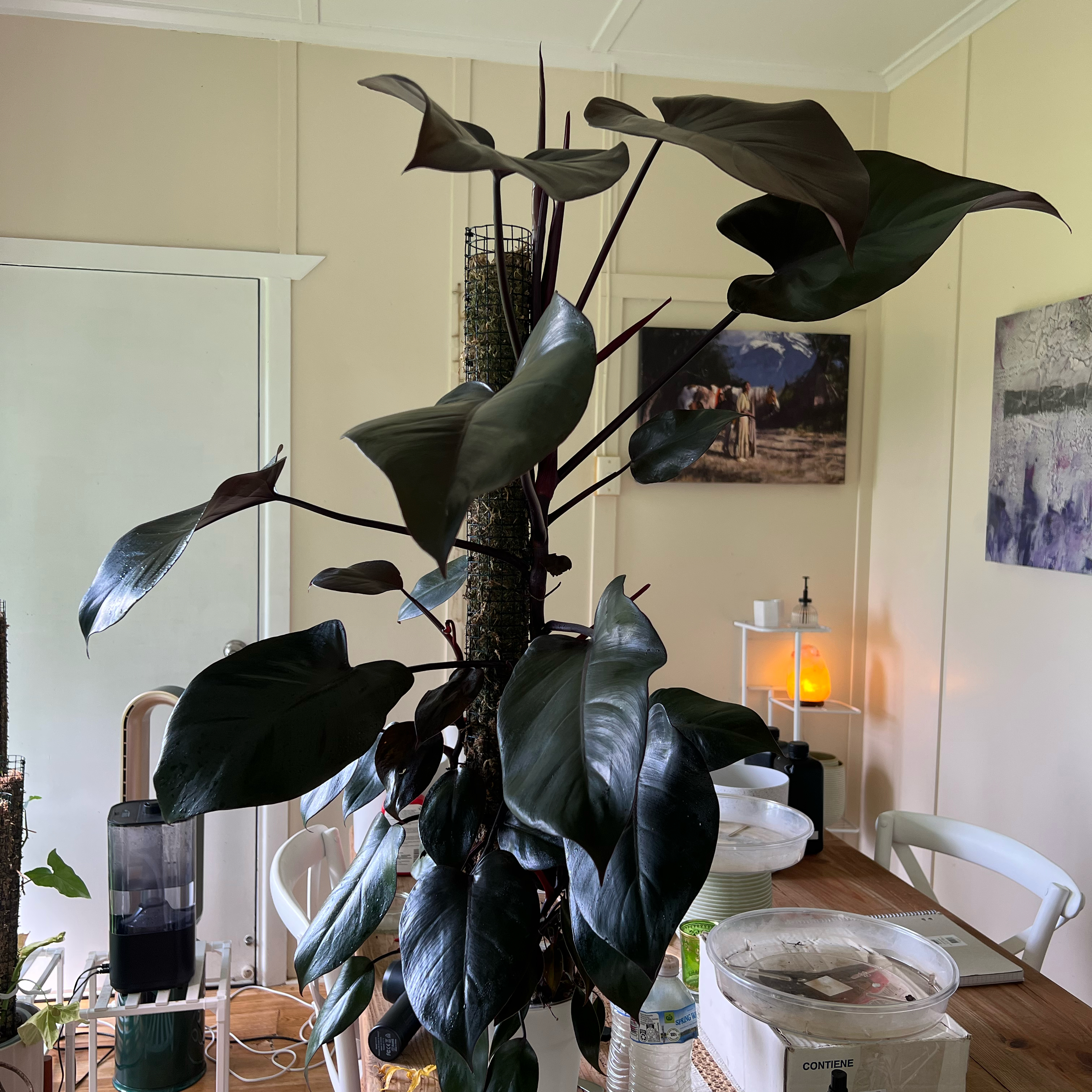 Photo of the plant species Philodendron Ruby by @LuxuryCapsicum named Lorne on Greg, the plant care app