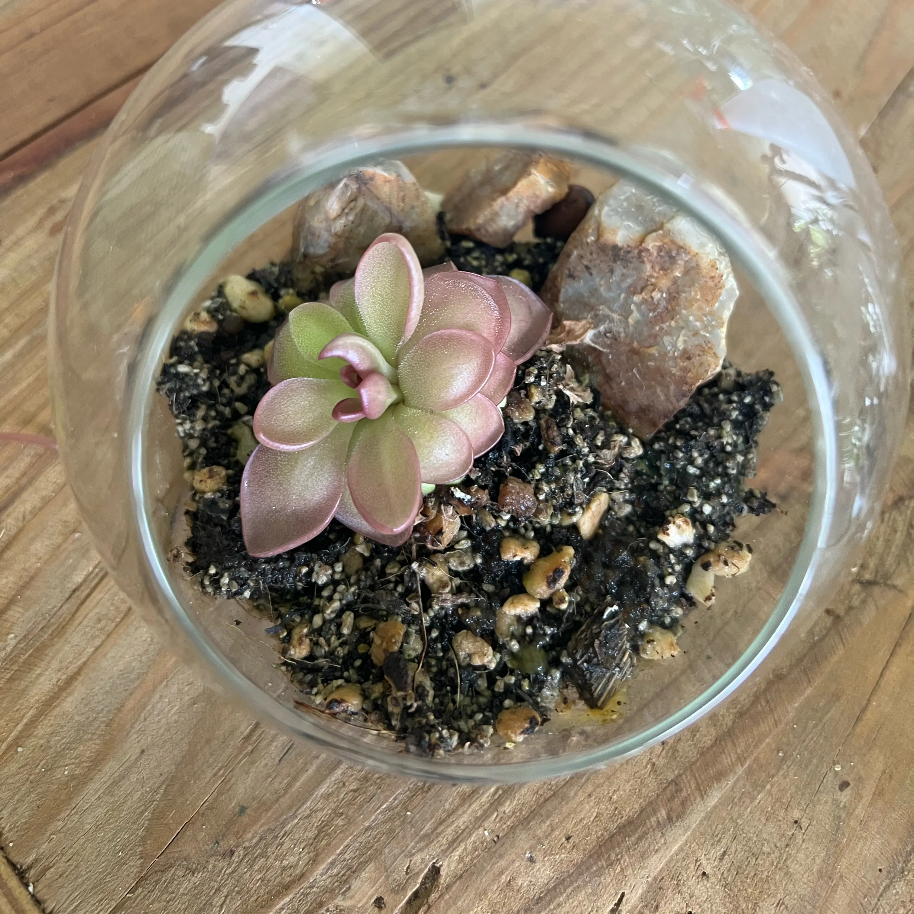 Photo of the plant species Pink Butterwort by @LuxuryCapsicum named Nemo on Greg, the plant care app