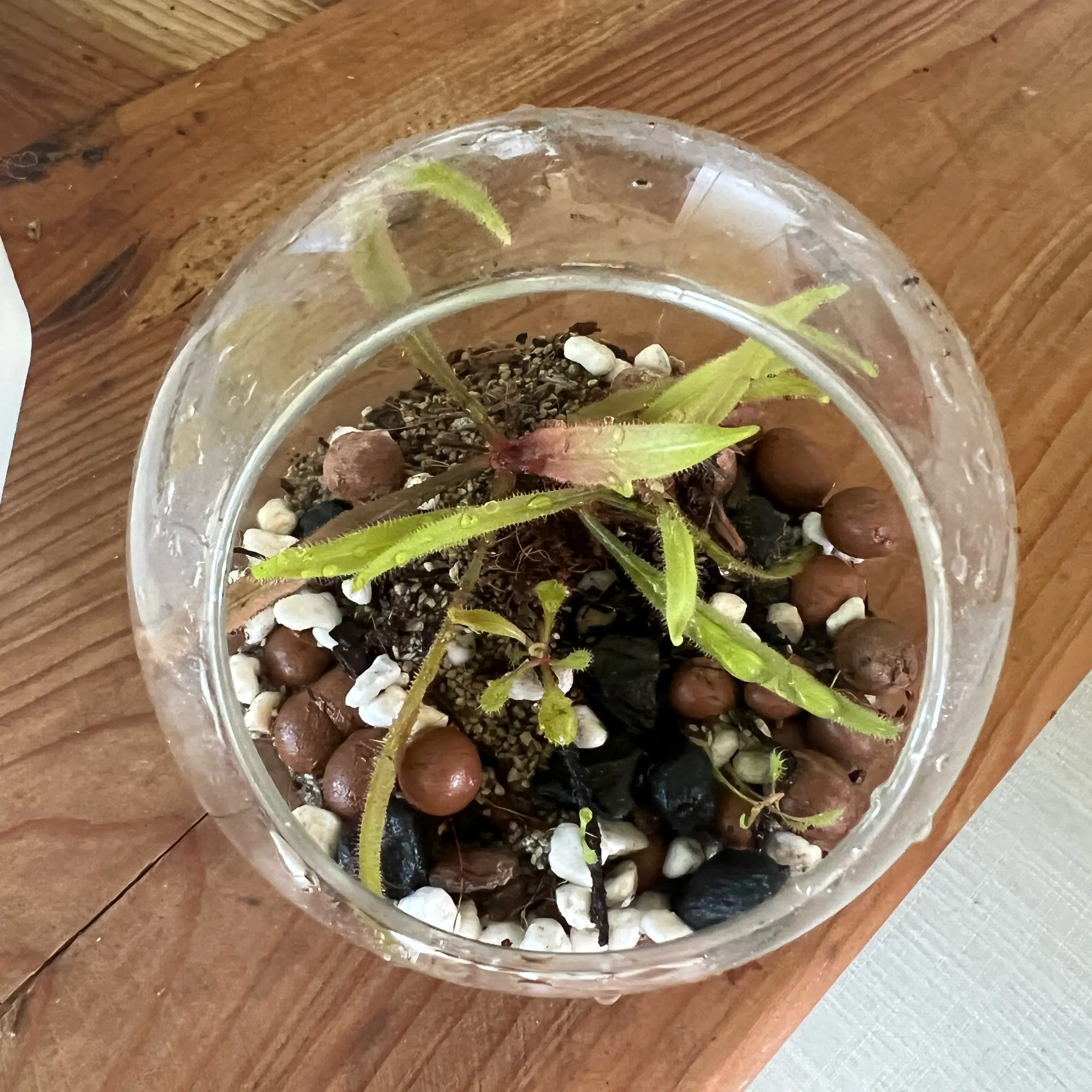 Photo of the plant species Lance-leaved Sundew by @LuxuryCapsicum named Clooney on Greg, the plant care app
