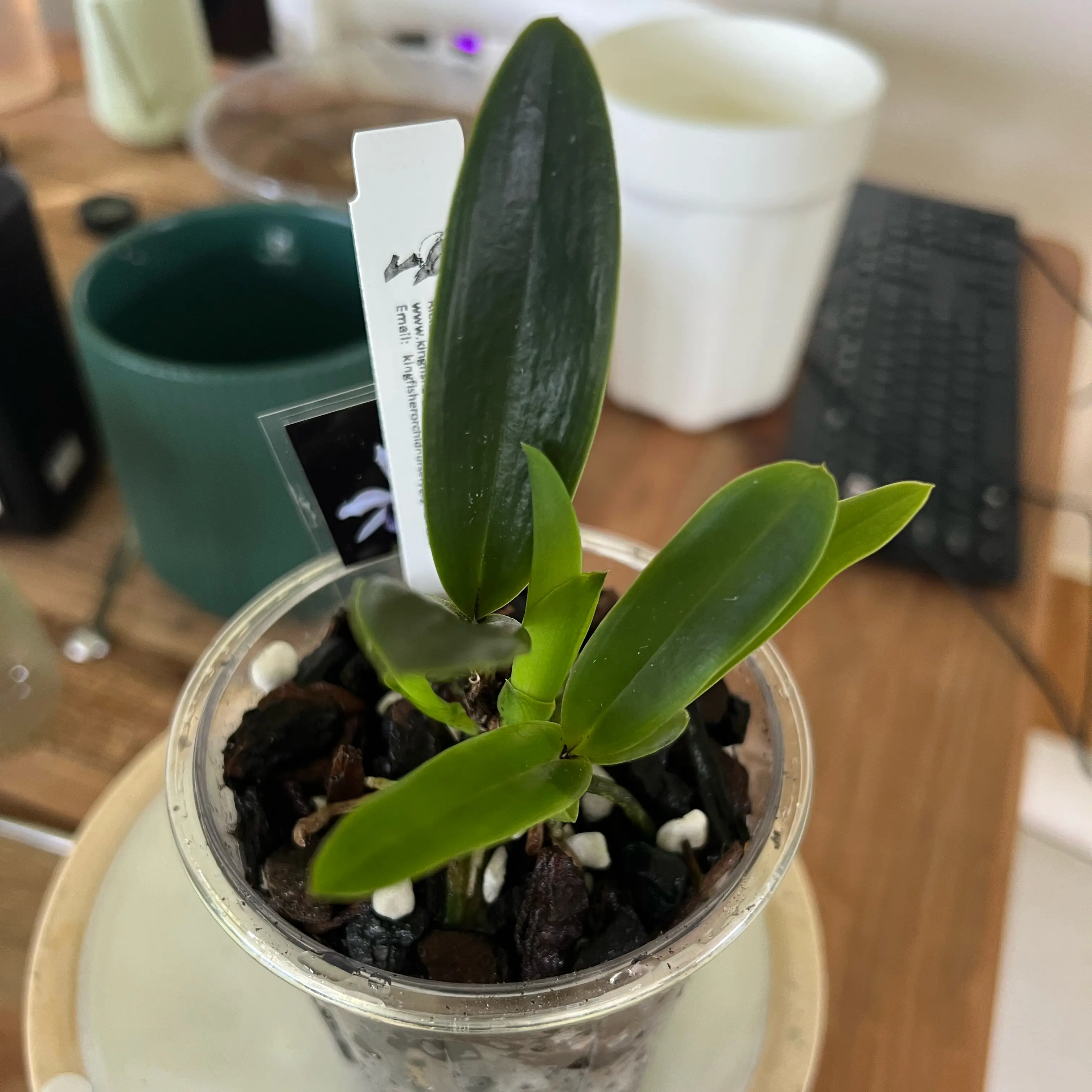 Photo of the plant species Werkhauser's Laelia by @LuxuryCapsicum named Joel on Greg, the plant care app