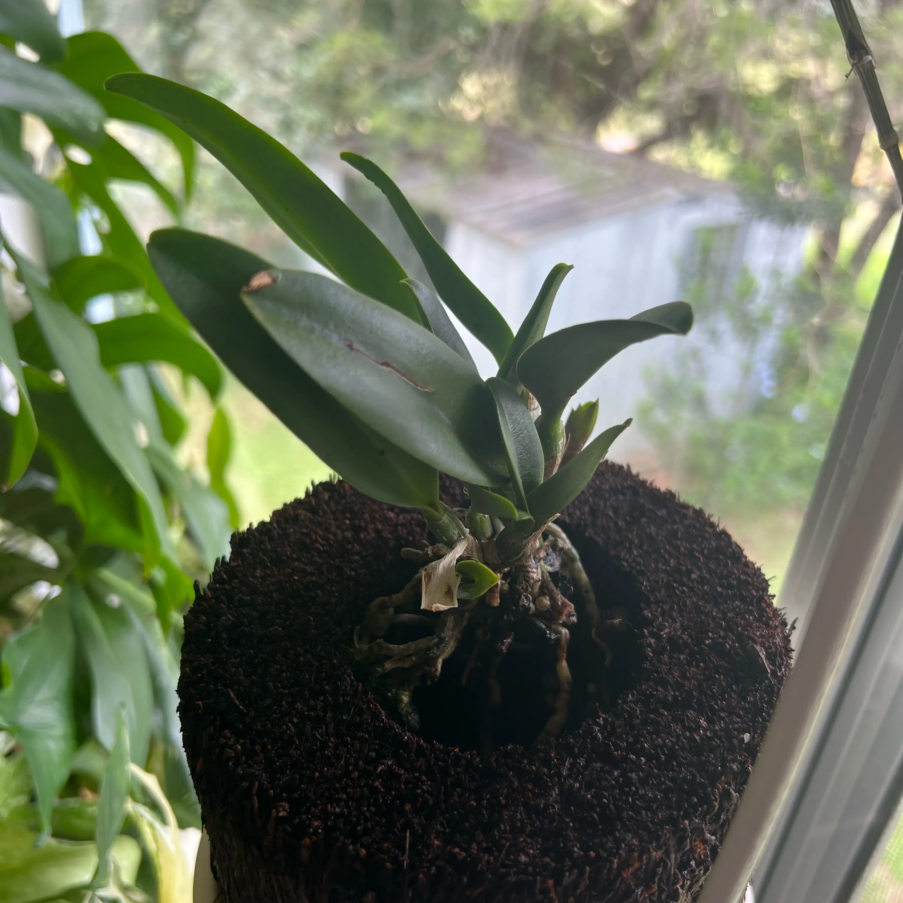 Photo of the plant species Cattleya Orchid by @LuxuryCapsicum named Imogen on Greg, the plant care app