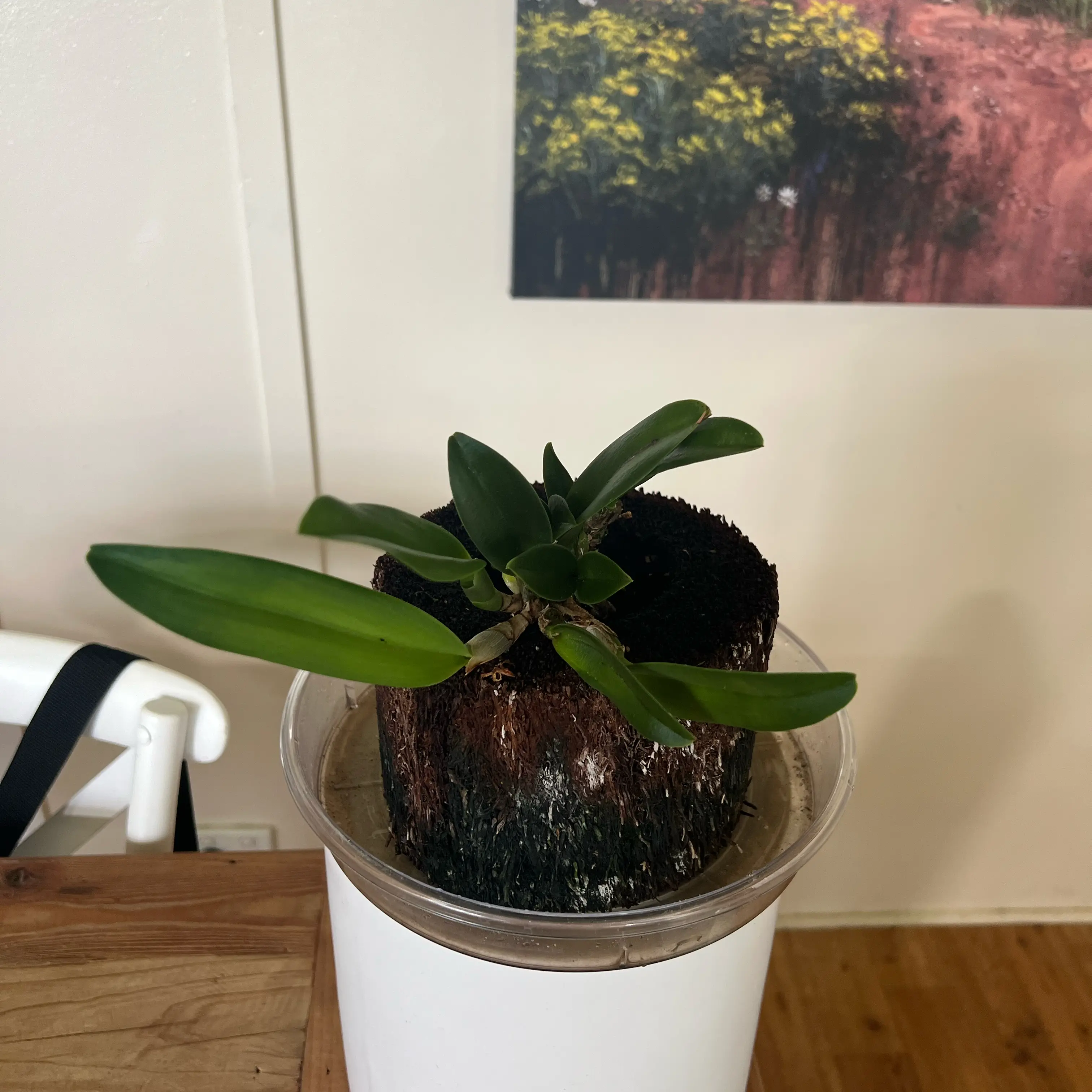 Photo of the plant species Cattleya Orchid by @LuxuryCapsicum named Imogen on Greg, the plant care app