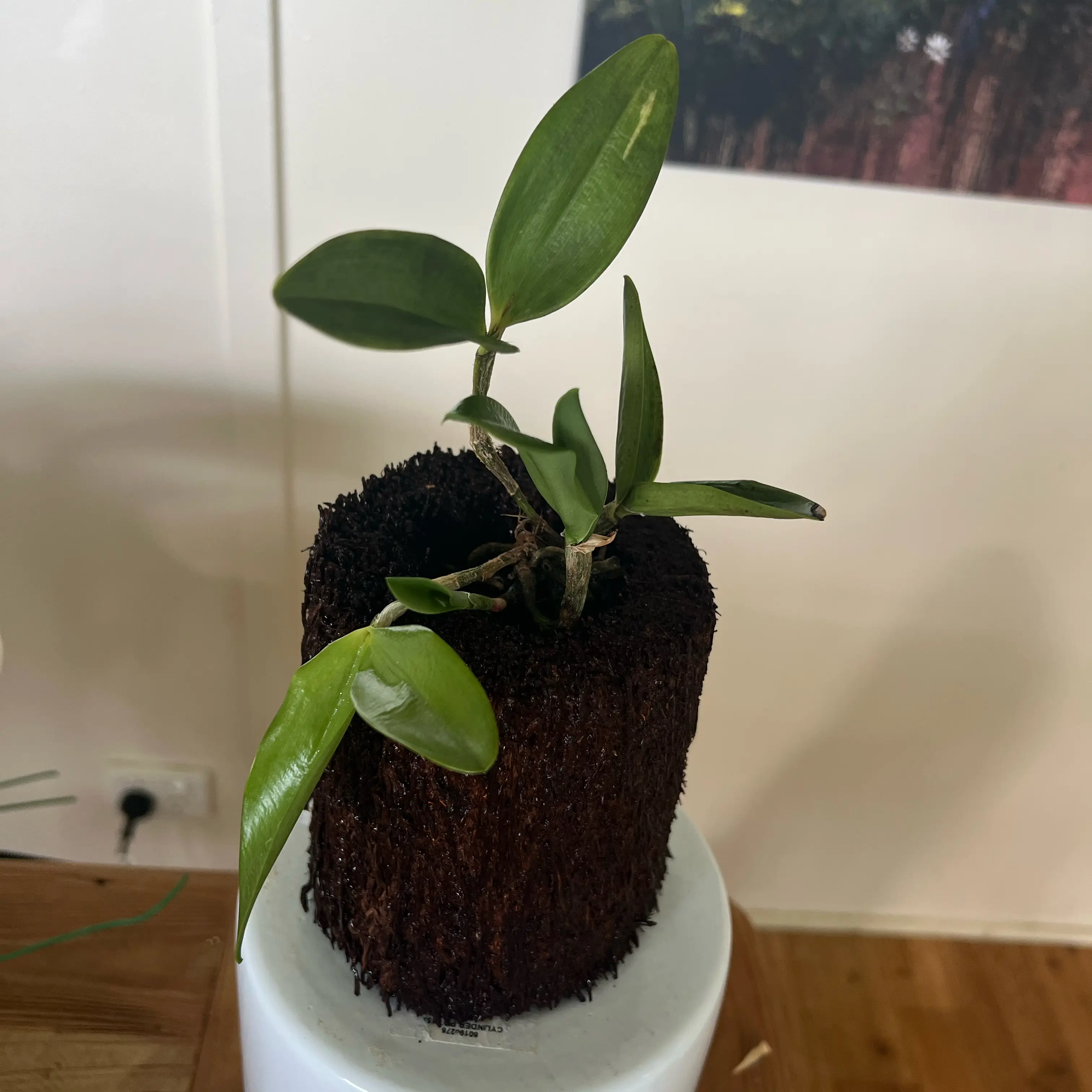 Photo of the plant species Cattleya Orchid by @LuxuryCapsicum named Rose on Greg, the plant care app
