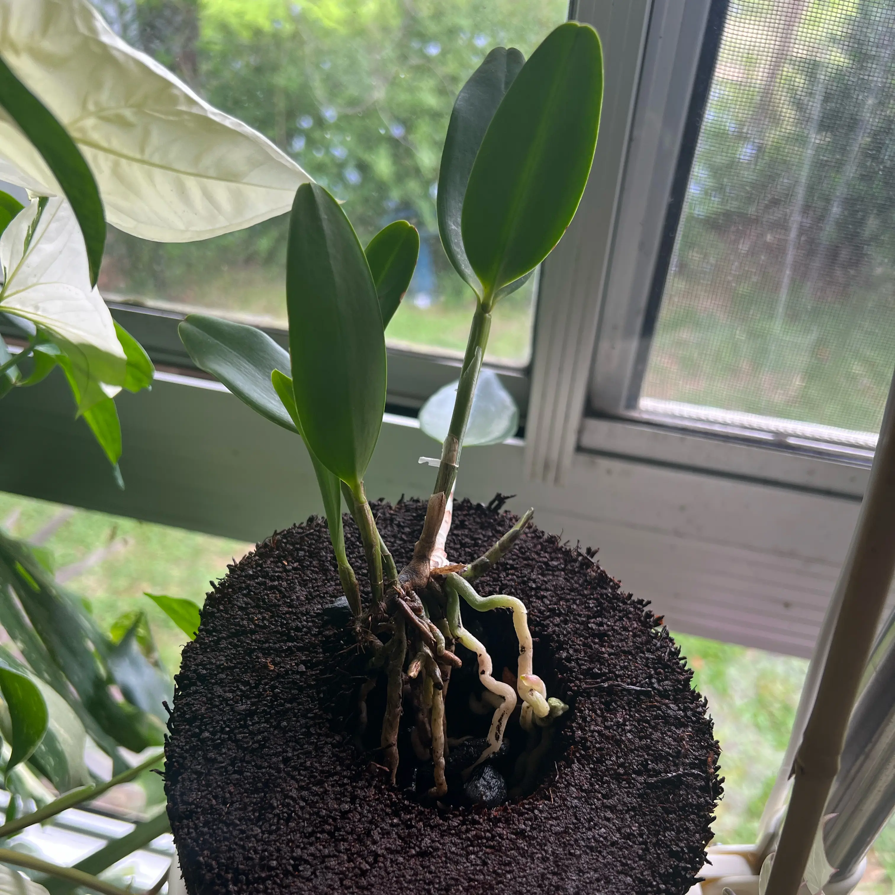Photo of the plant species Cattleya Orchid by @LuxuryCapsicum named Ester on Greg, the plant care app