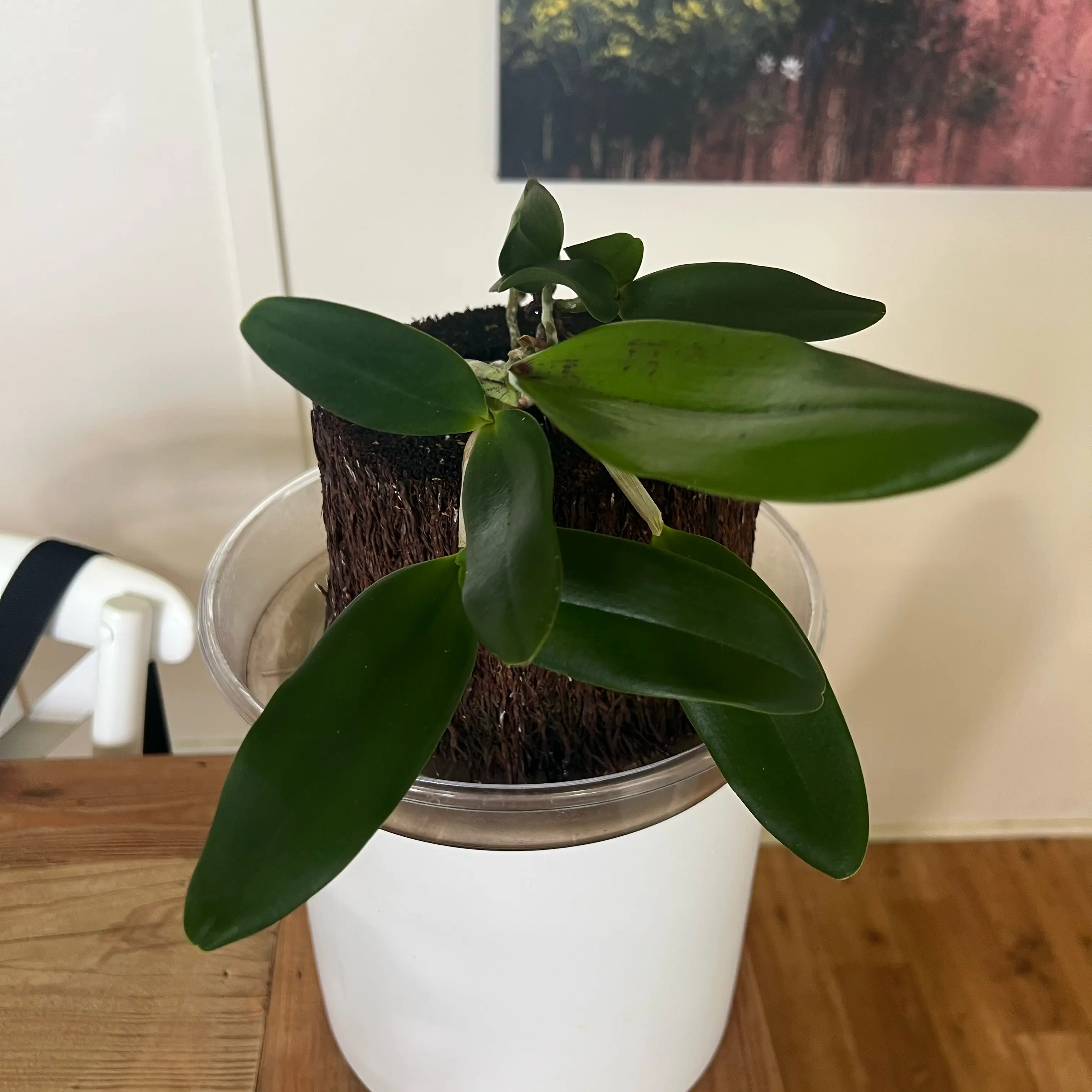 Photo of the plant species Cattleya Orchid by @LuxuryCapsicum named Ester on Greg, the plant care app
