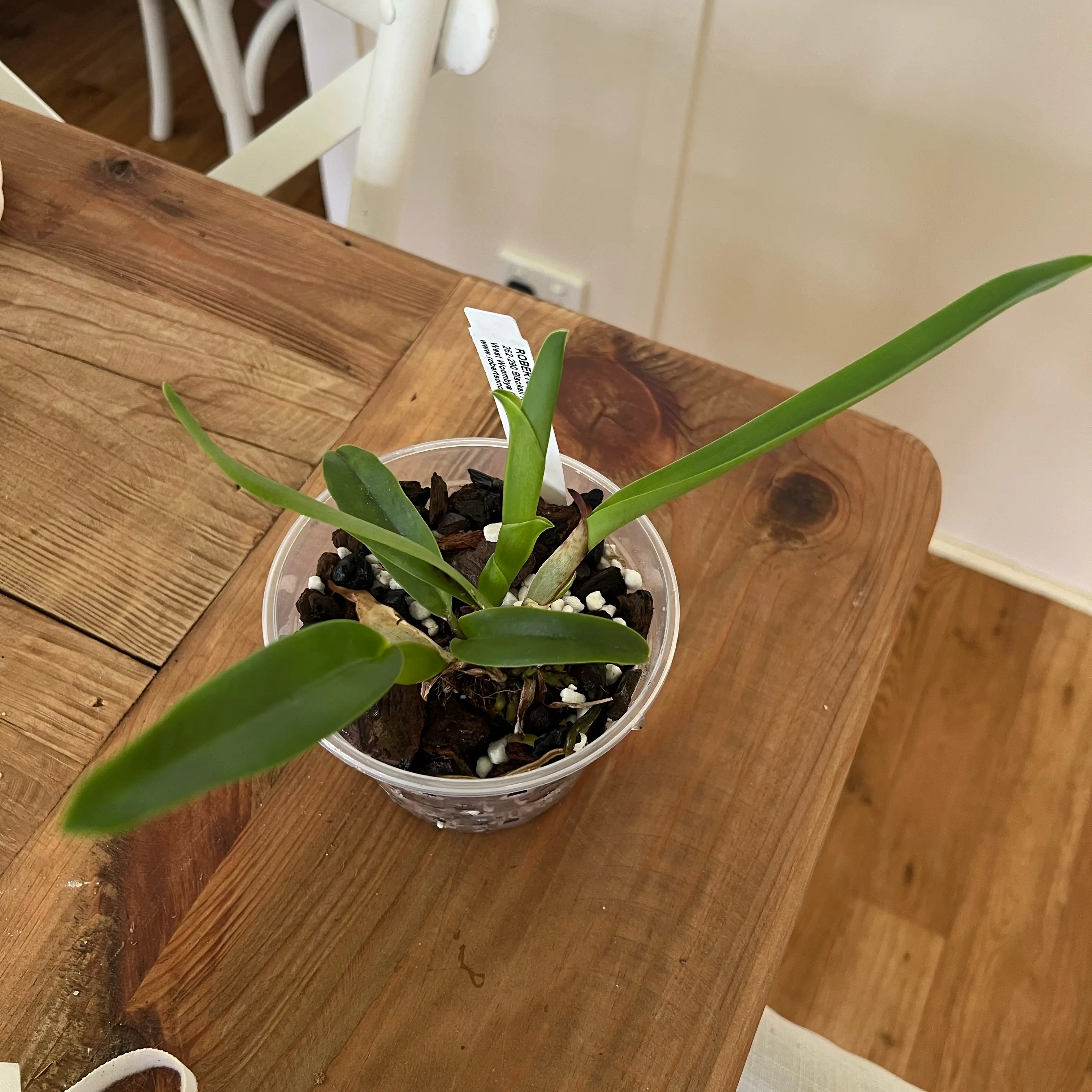 Photo of the plant species Laelia Purpurata 'Purpurea' by @LuxuryCapsicum named Moishe on Greg, the plant care app