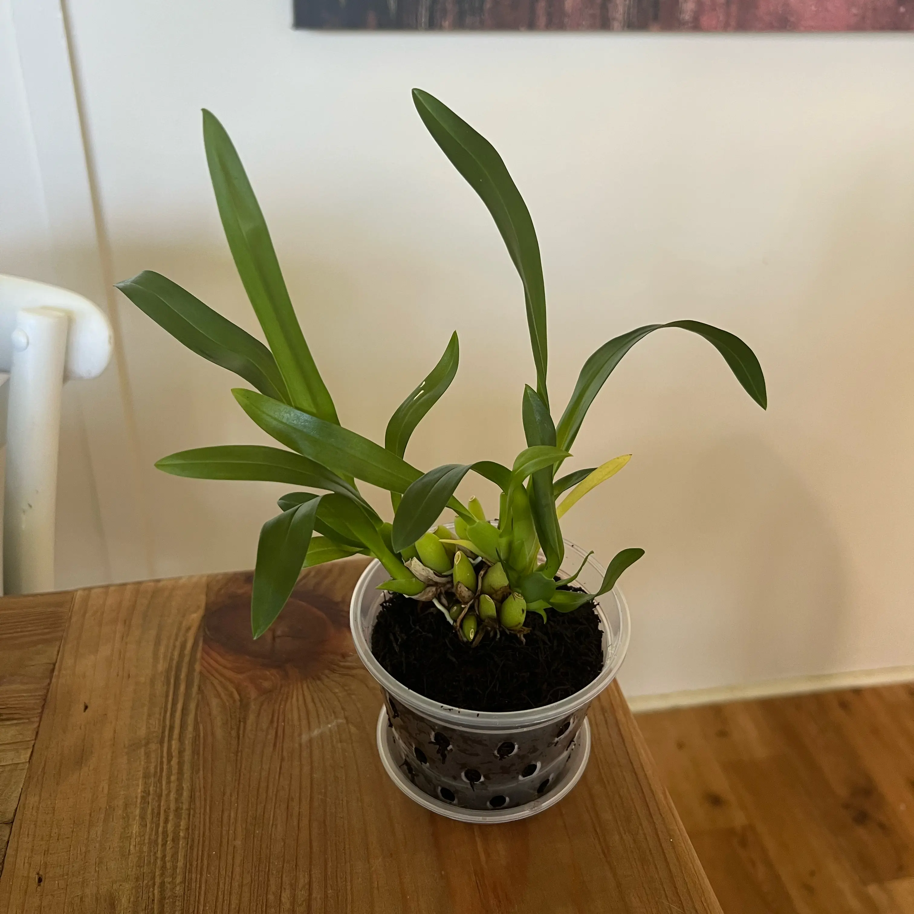 Photo of the plant species Bratonia 'Charles M. Fitch' by @LuxuryCapsicum named Lenny on Greg, the plant care app