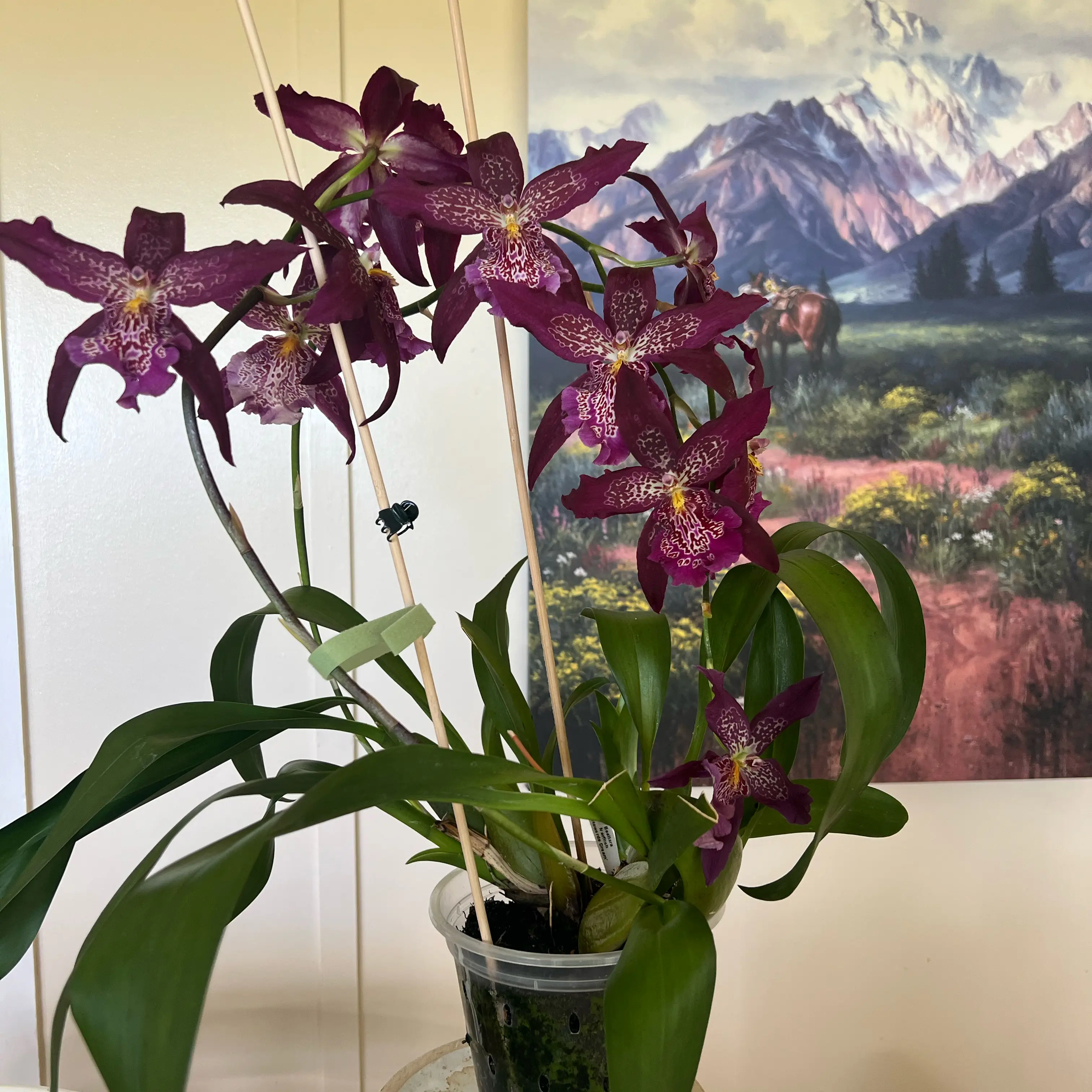 Photo of the plant species Beallara Marfitch 'Howard's Dream' AM/AOS by @LuxuryCapsicum named Shy on Greg, the plant care app