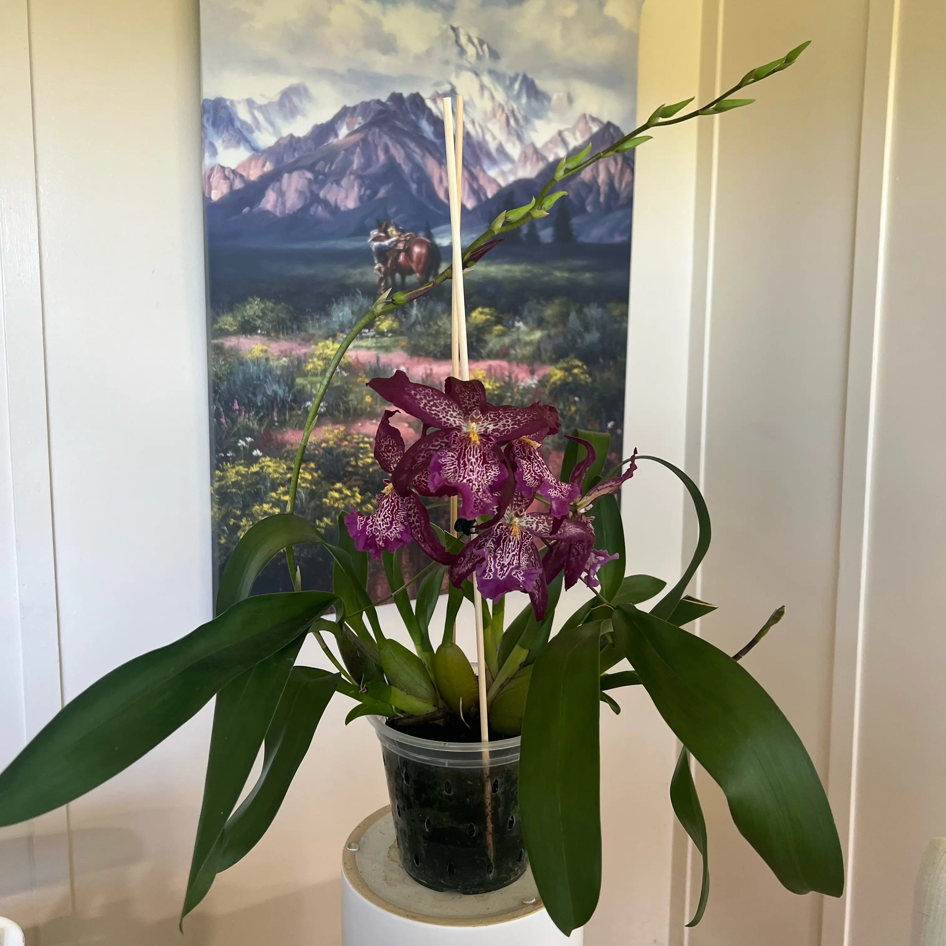 Photo of the plant species Beallara Marfitch 'Howard's Dream' AM/AOS by @LuxuryCapsicum named Shy on Greg, the plant care app