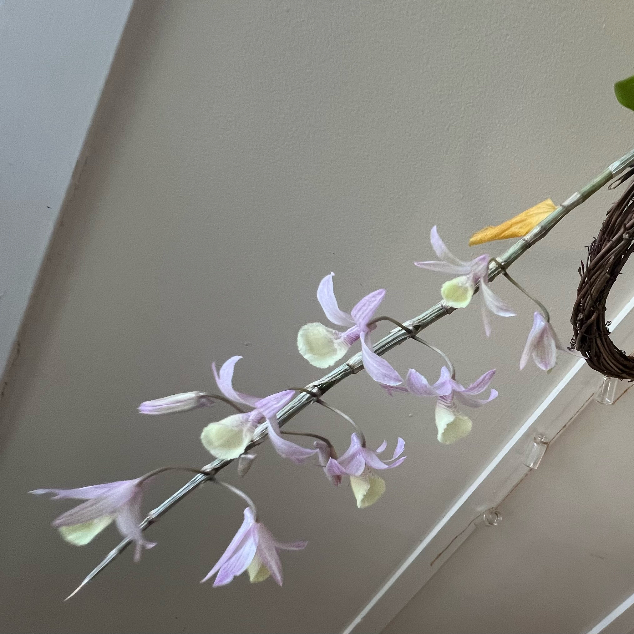 Photo of the plant species Hooded Orchid by @LuxuryCapsicum named Shirley on Greg, the plant care app