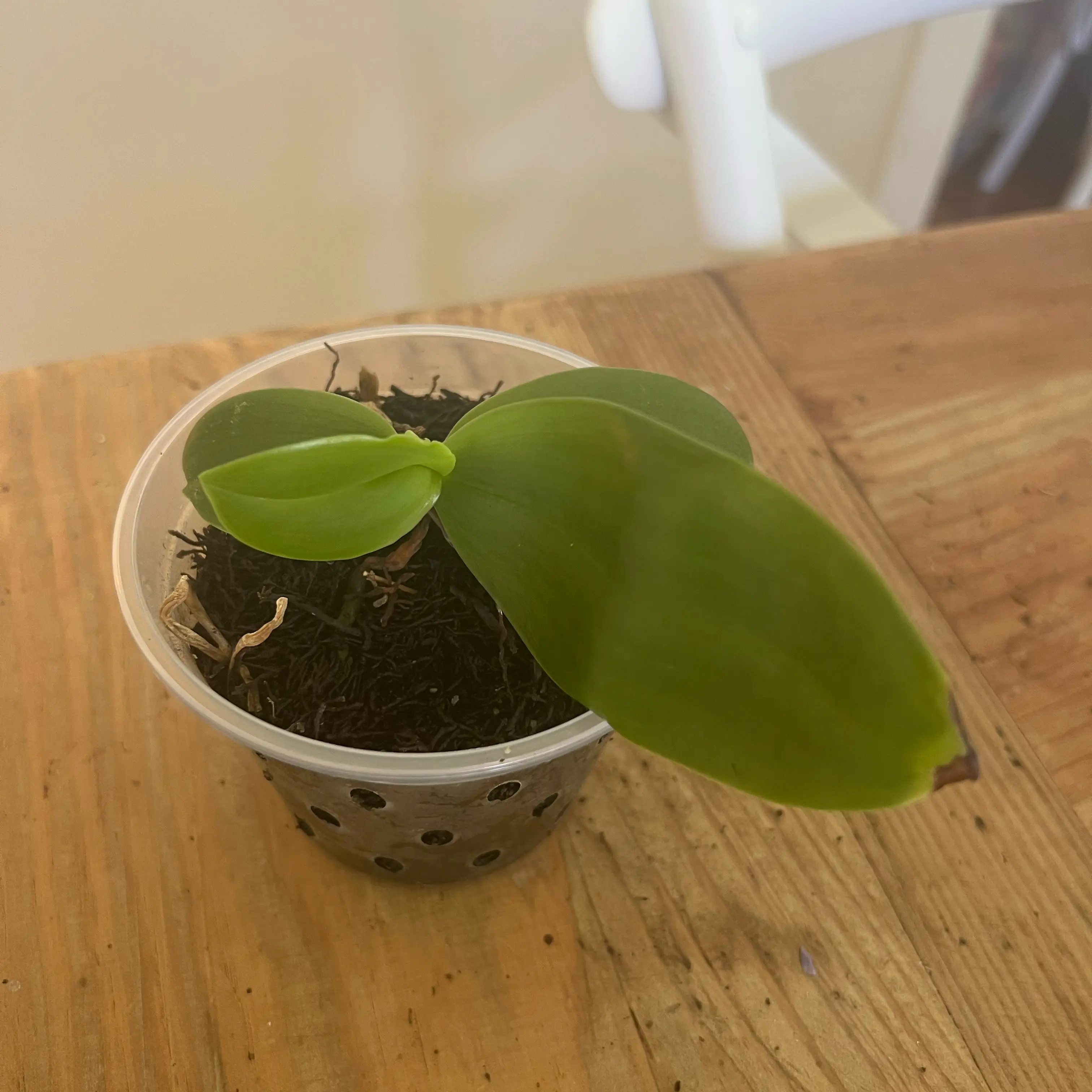 Photo of the plant species Phalaenopsis Bellina Orchid by @LuxuryCapsicum named Emerson on Greg, the plant care app