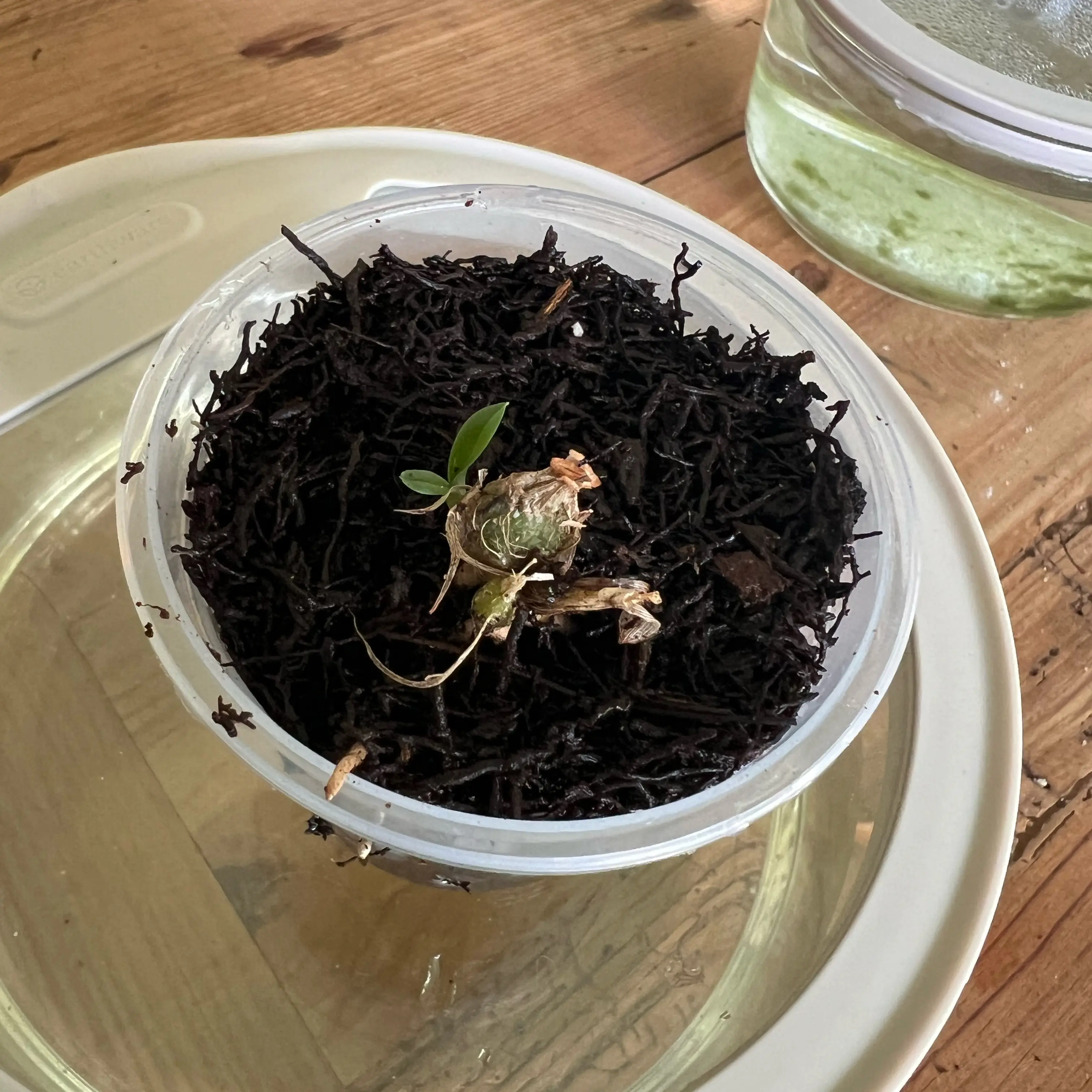 Photo of the plant species witchcraft by @LuxuryCapsicum named Sage on Greg, the plant care app