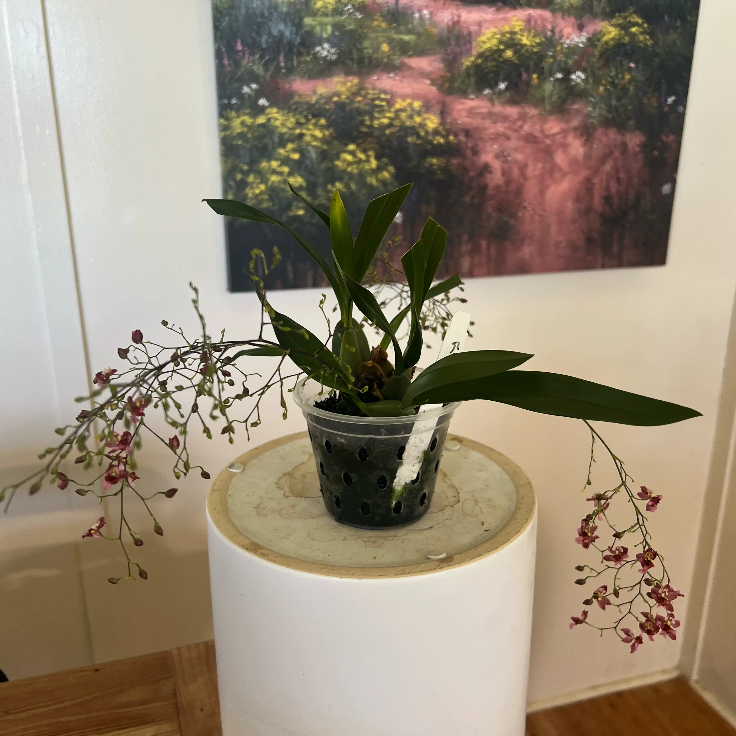 Photo of the plant species 'Fantasy' by @LuxuryCapsicum named Jenny on Greg, the plant care app