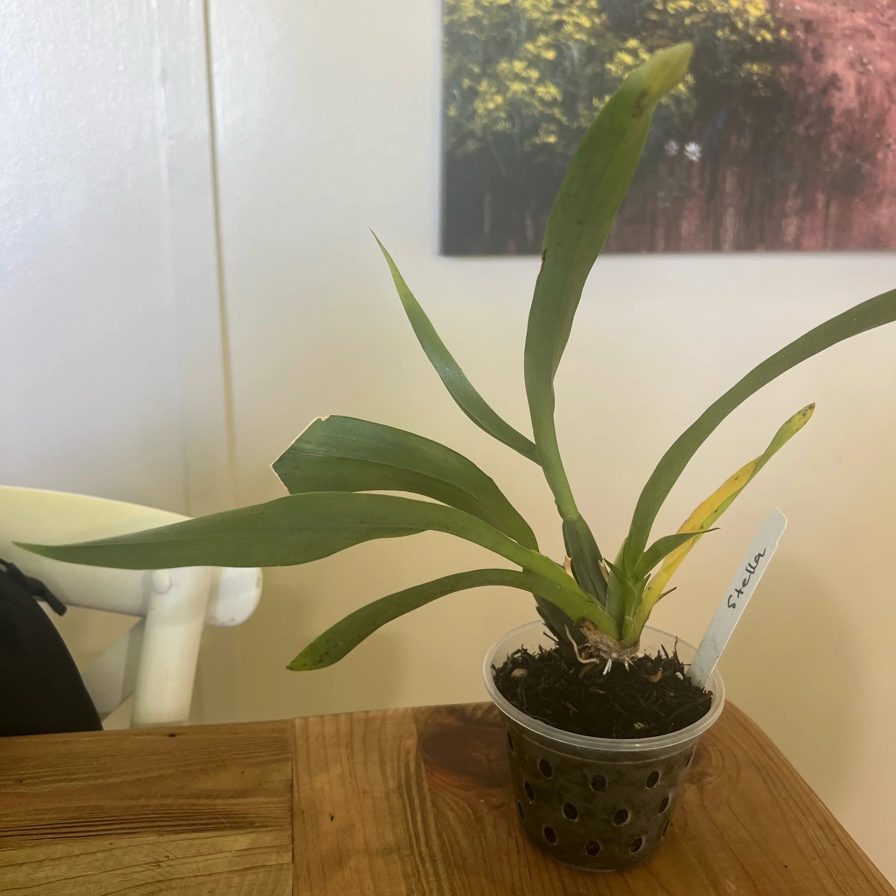 Photo of the plant species Hula Lalau Volcano Queen Orchid by @LuxuryCapsicum named Stella on Greg, the plant care app