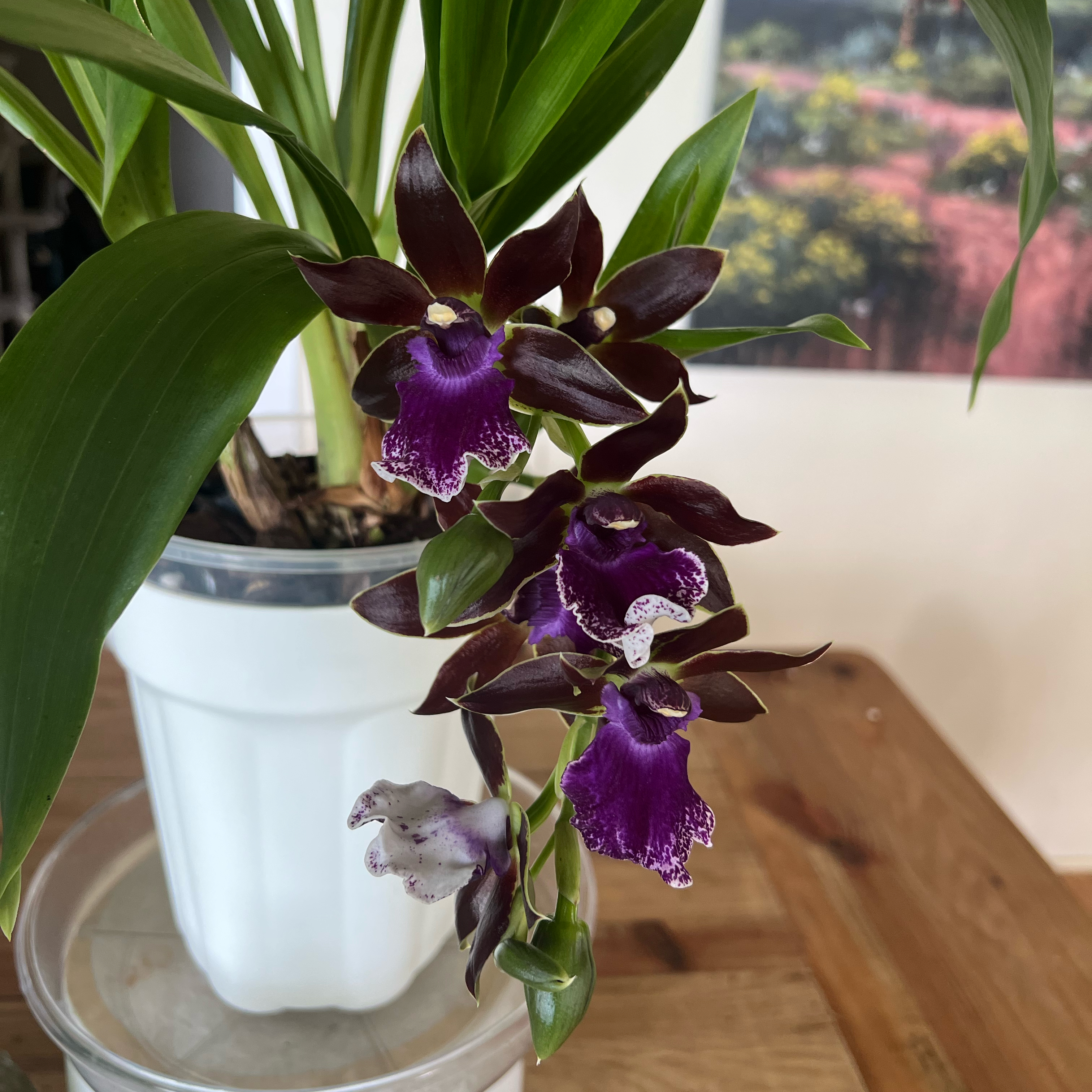 Photo of the plant species Zygopetalum Orchid by @LuxuryCapsicum named Eva on Greg, the plant care app