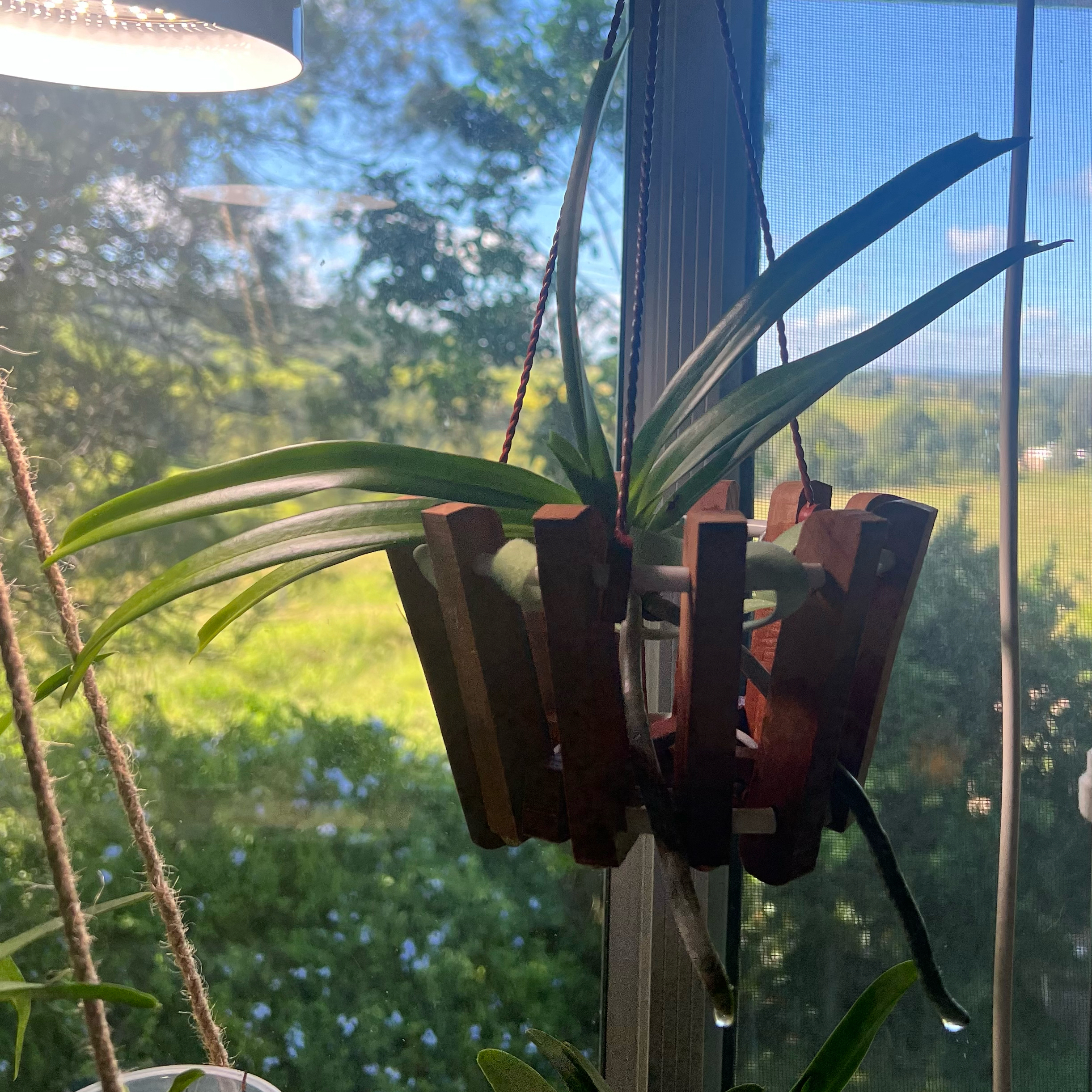 Photo of the plant species Foxtail Orchid by @LuxuryCapsicum named Sherlock on Greg, the plant care app