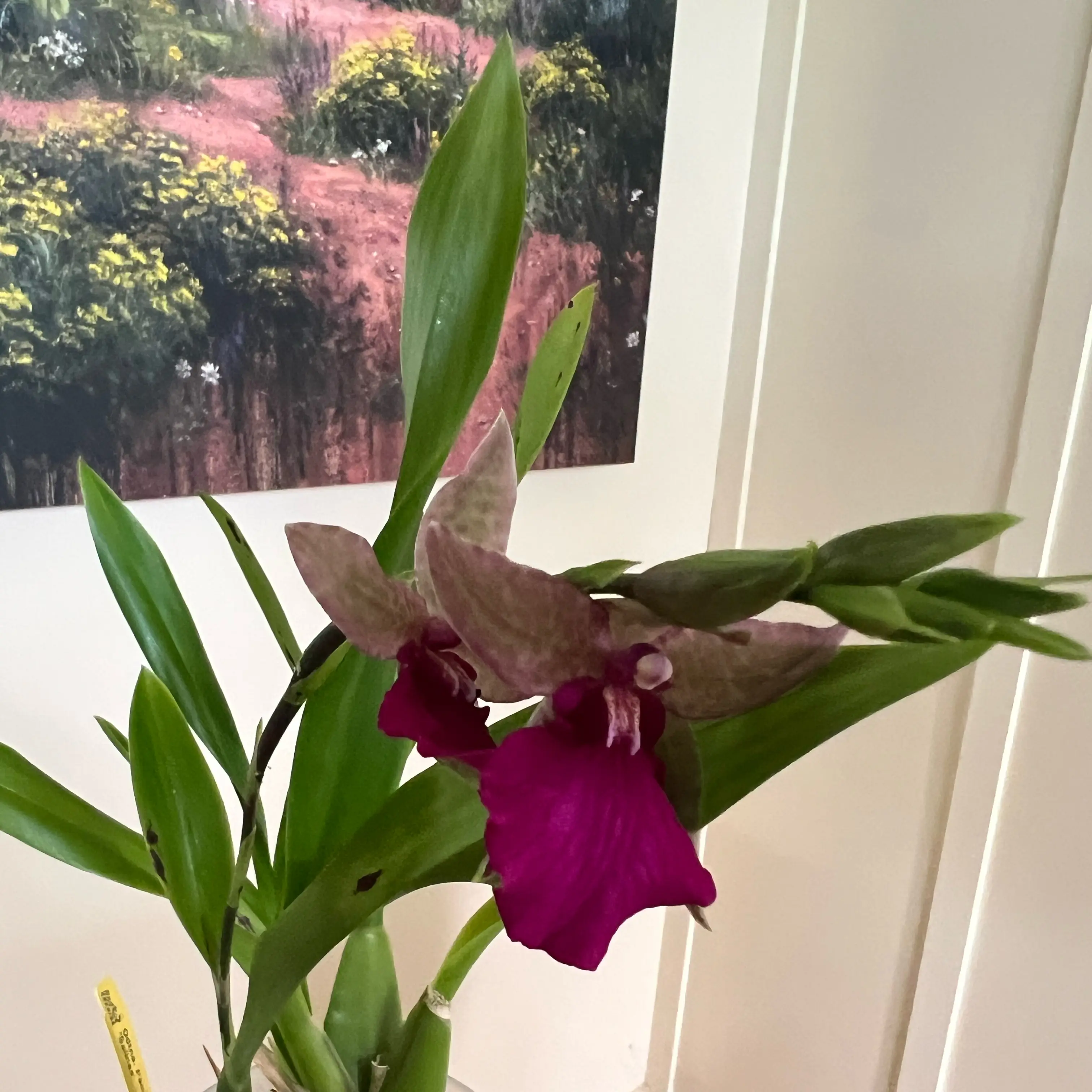 Photo of the plant species Odontonia Pacific Paranoia 'Other Side Of Cool' by @LuxuryCapsicum named Changeling on Greg, the plant care app