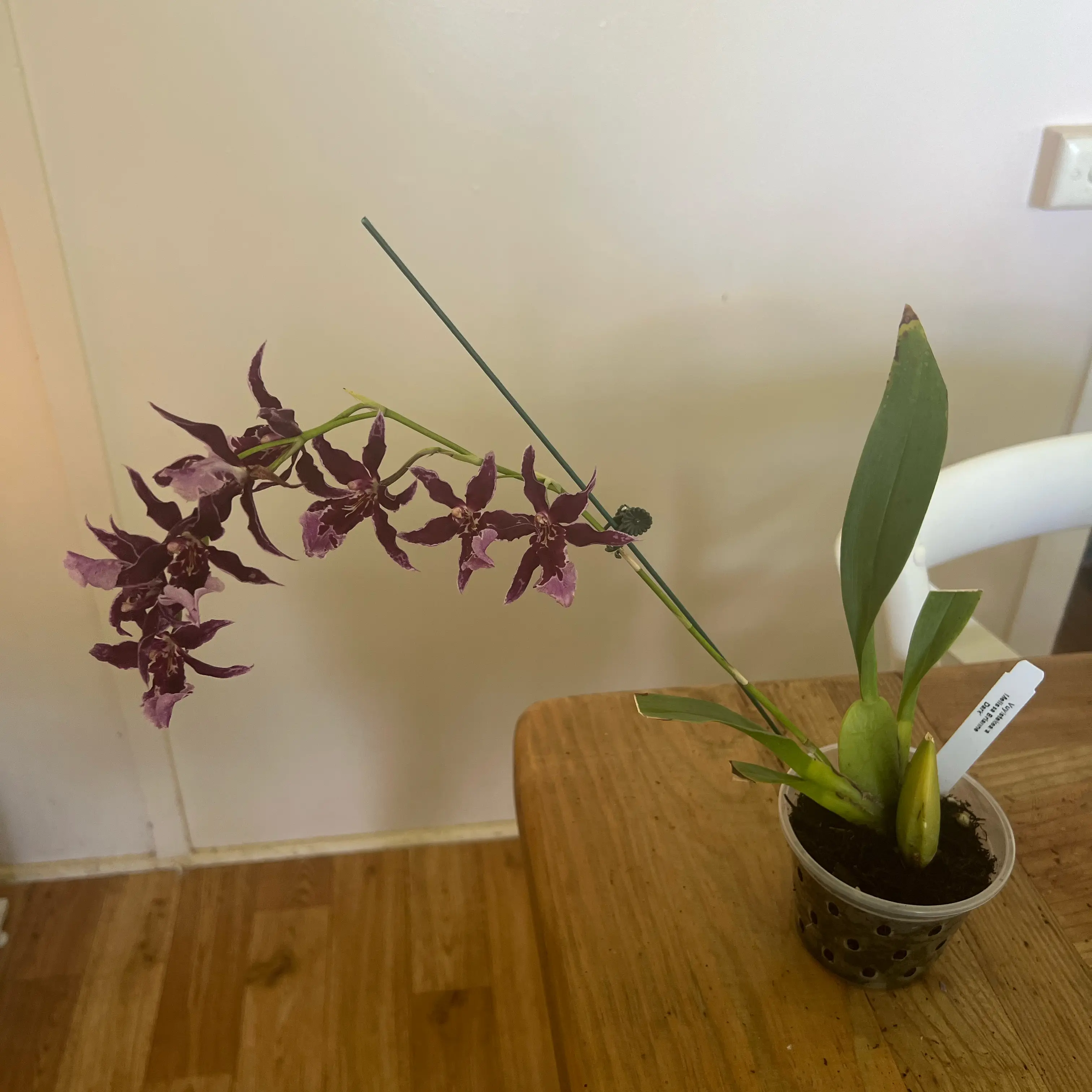 Photo of the plant species Vuylstekeara 'Dark' by @LuxuryCapsicum named Darkling on Greg, the plant care app