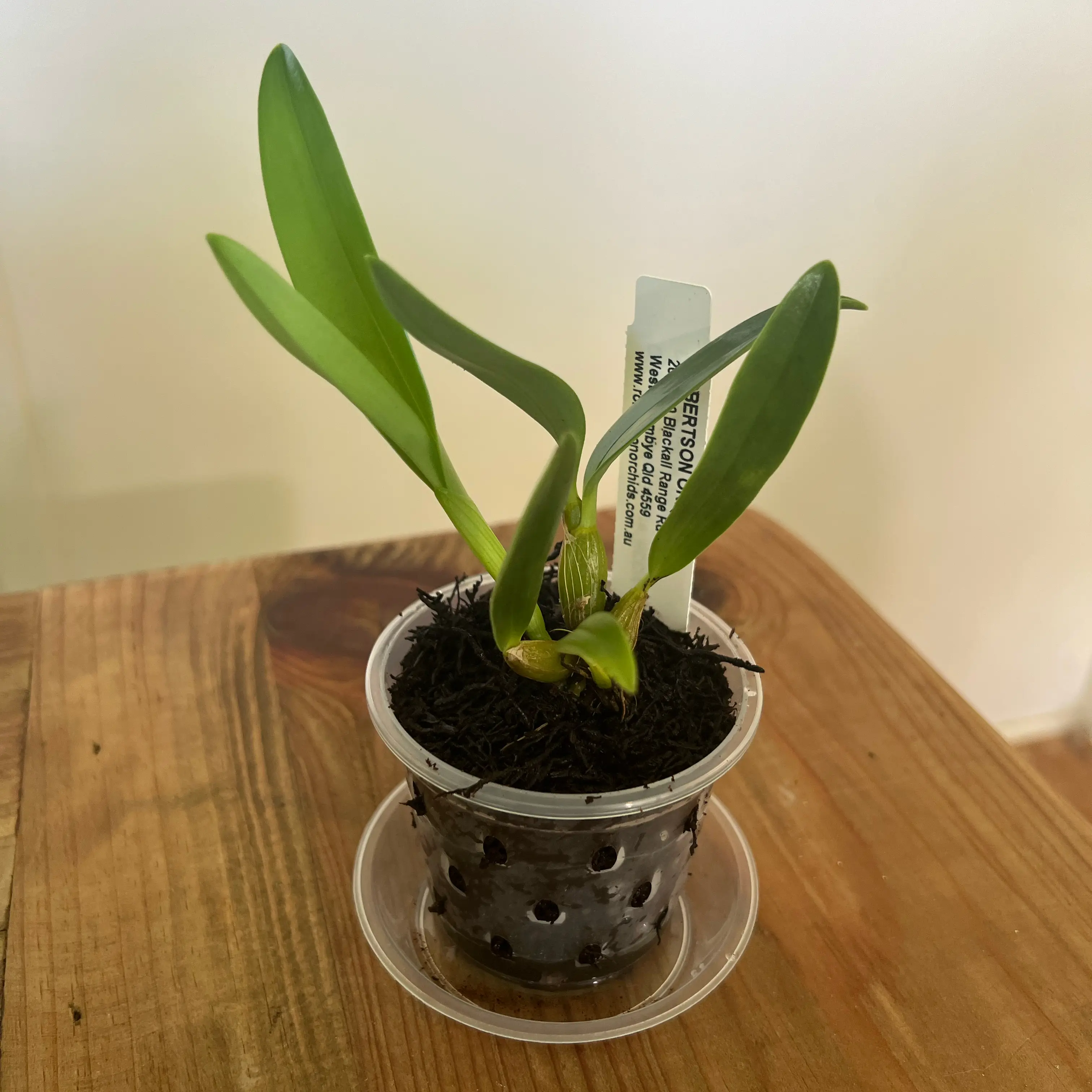 Photo of the plant species Dendrobium speculum by @LuxuryCapsicum named Spectabile on Greg, the plant care app